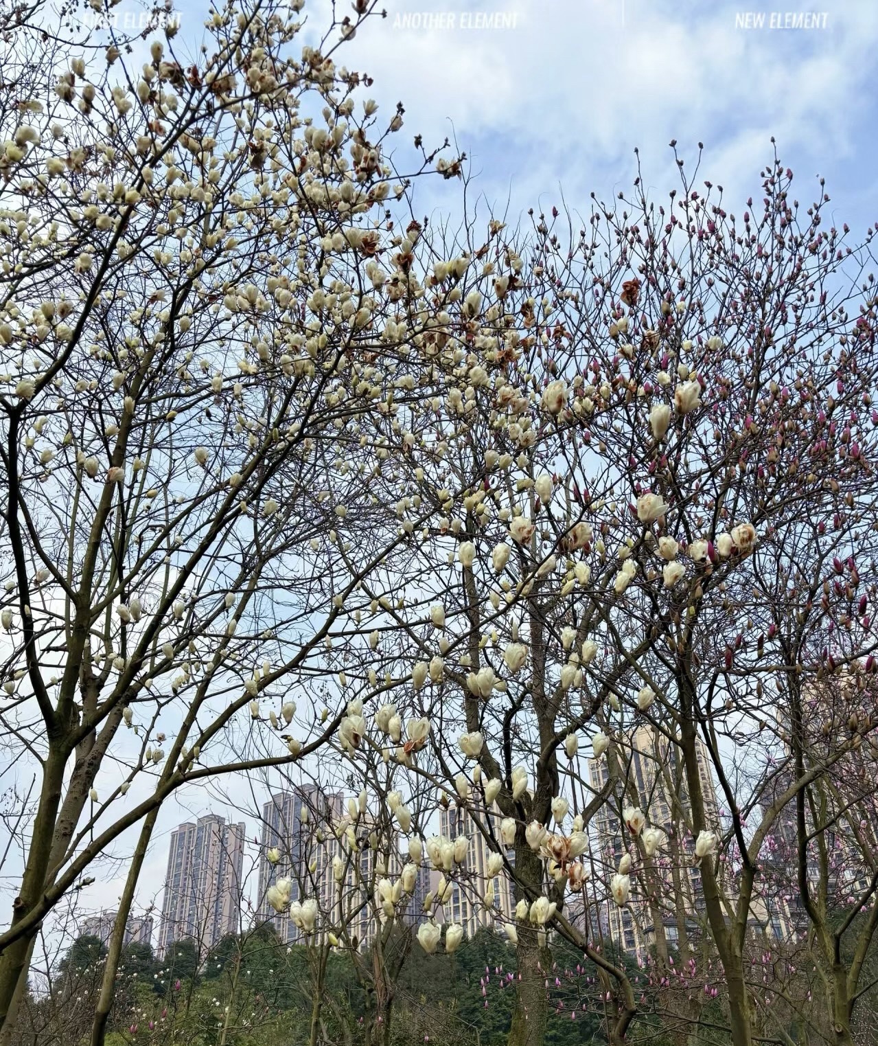 龙头寺公园旅行图片 3
