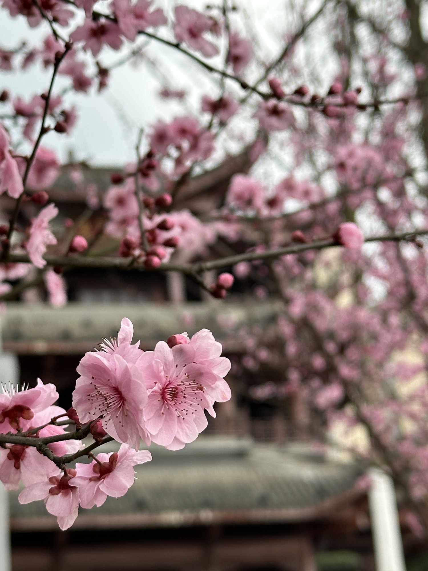 文峰塔公园旅行图片 2