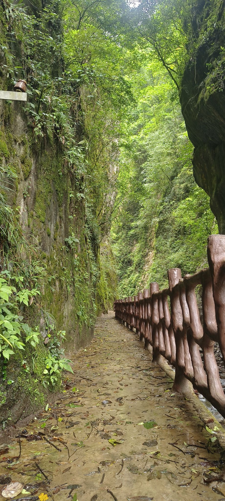 城口县九重山国家森林公园旅行图片 2