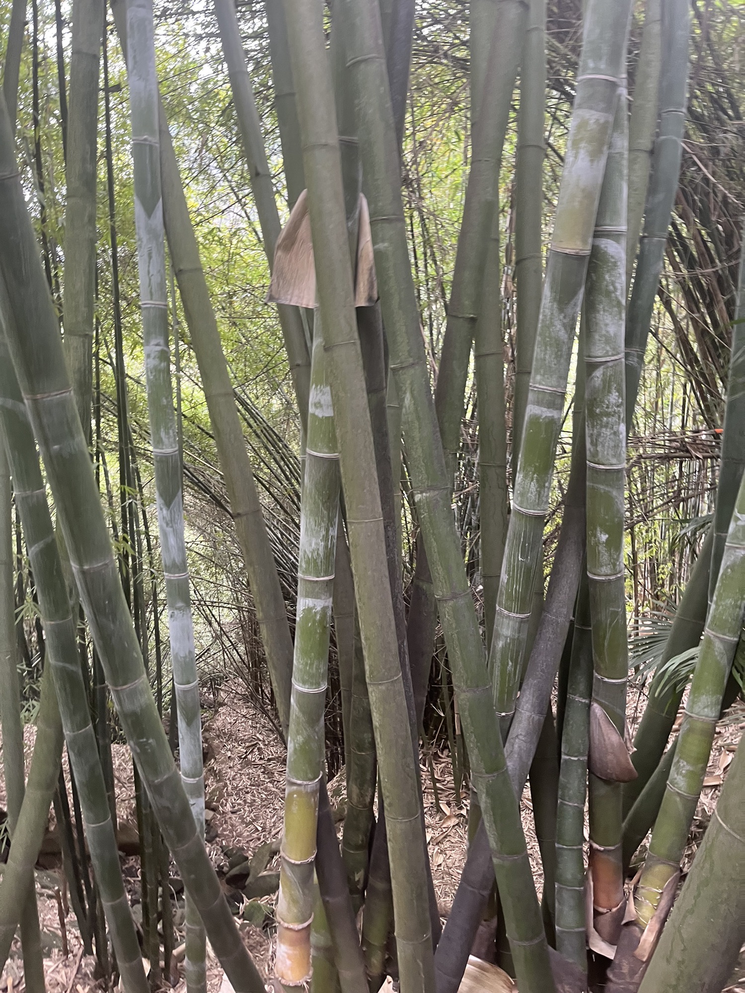万州大瀑布群景区旅行图片 1