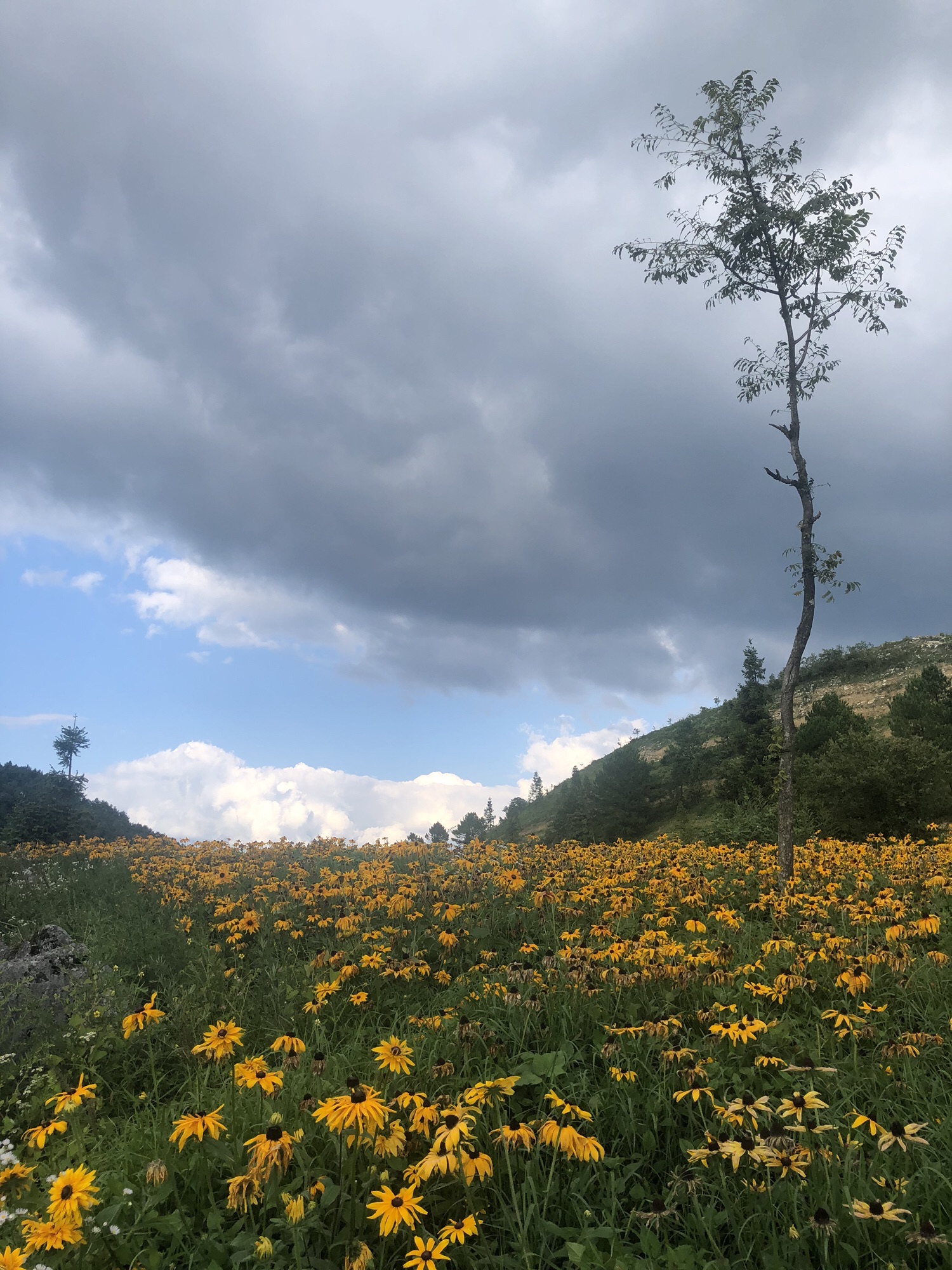 千野草场旅行图片 1