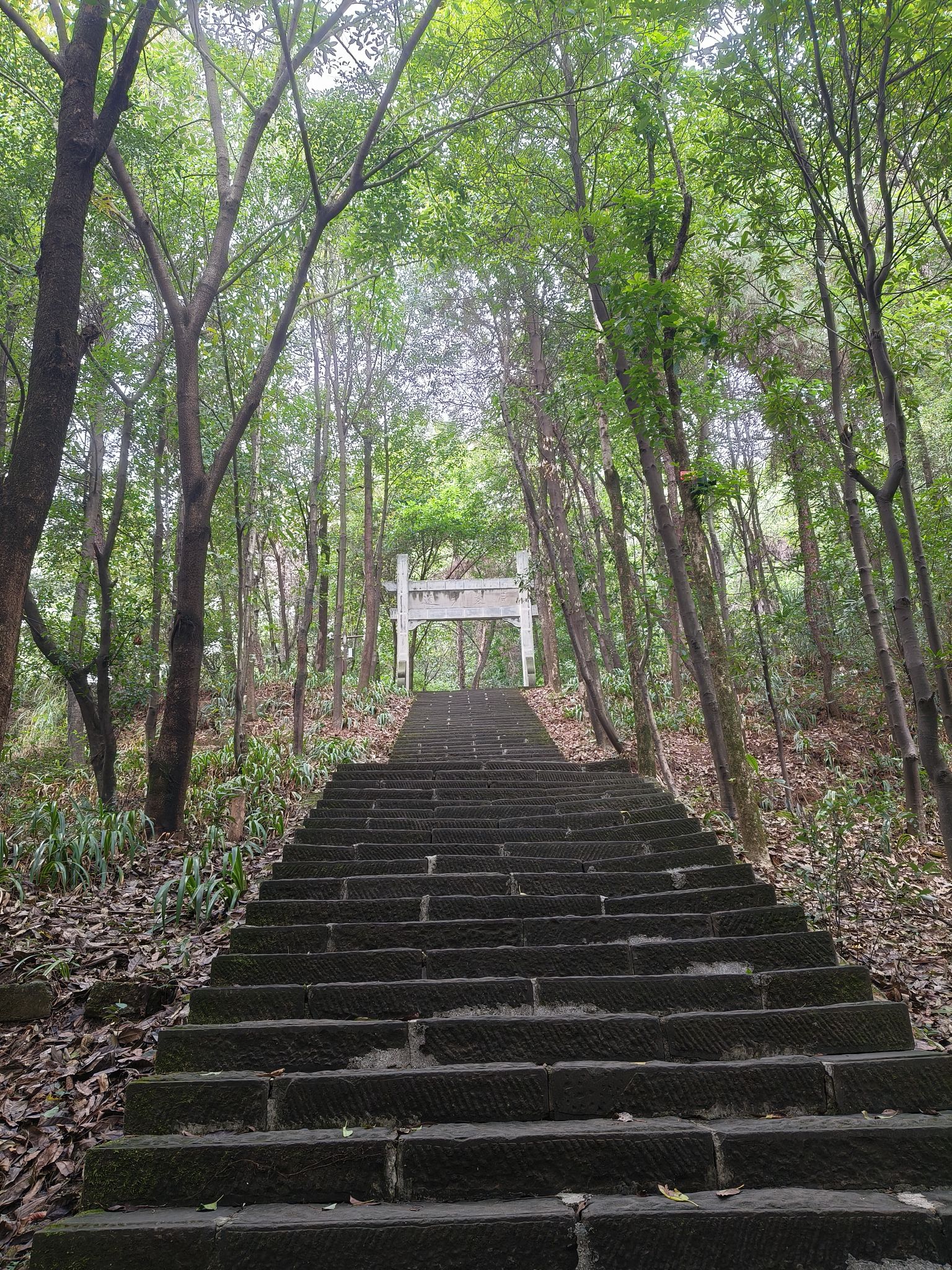 大渡口森林公园旅行图片 3