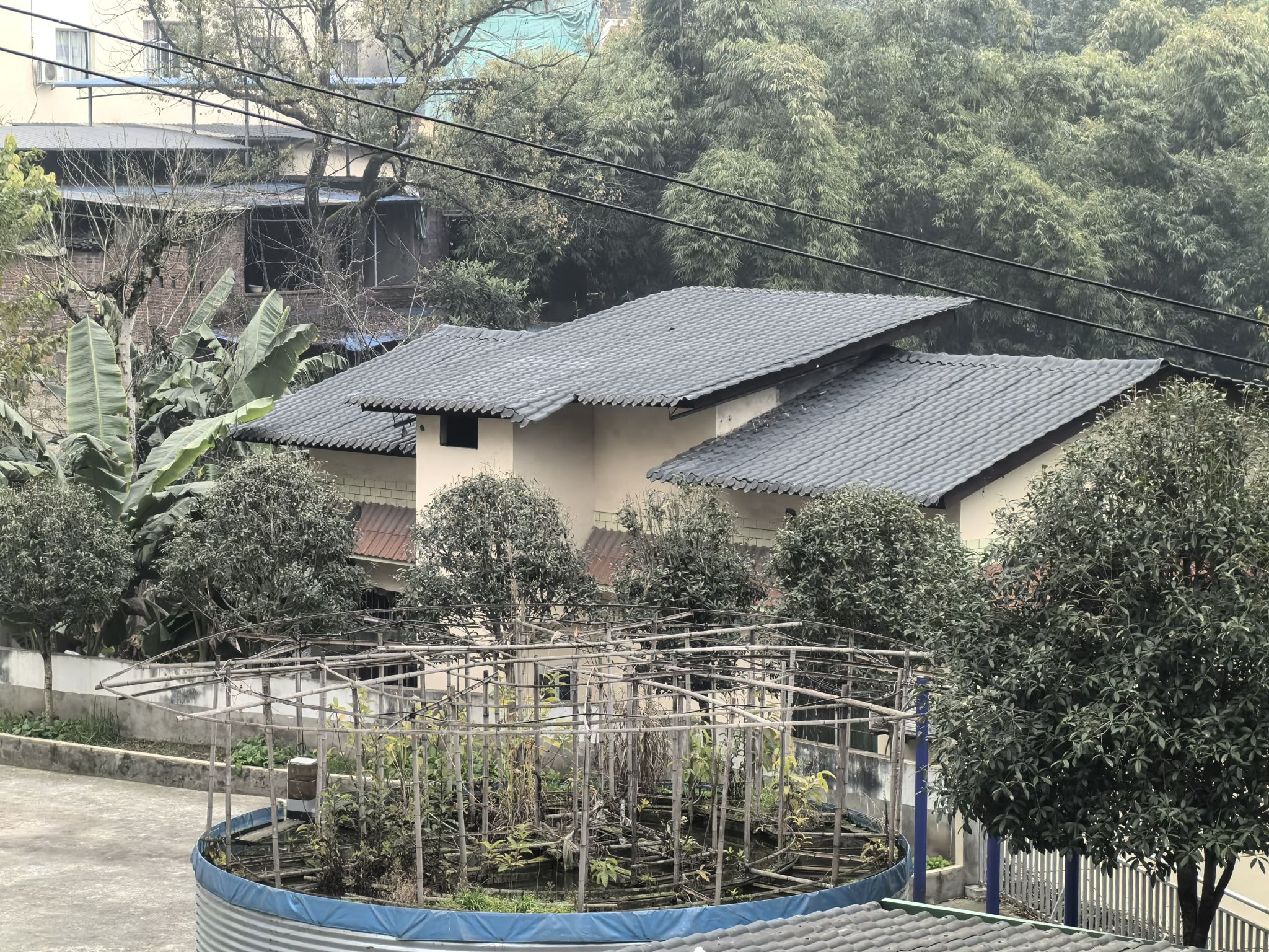 大渡口森林公园旅行图片 3