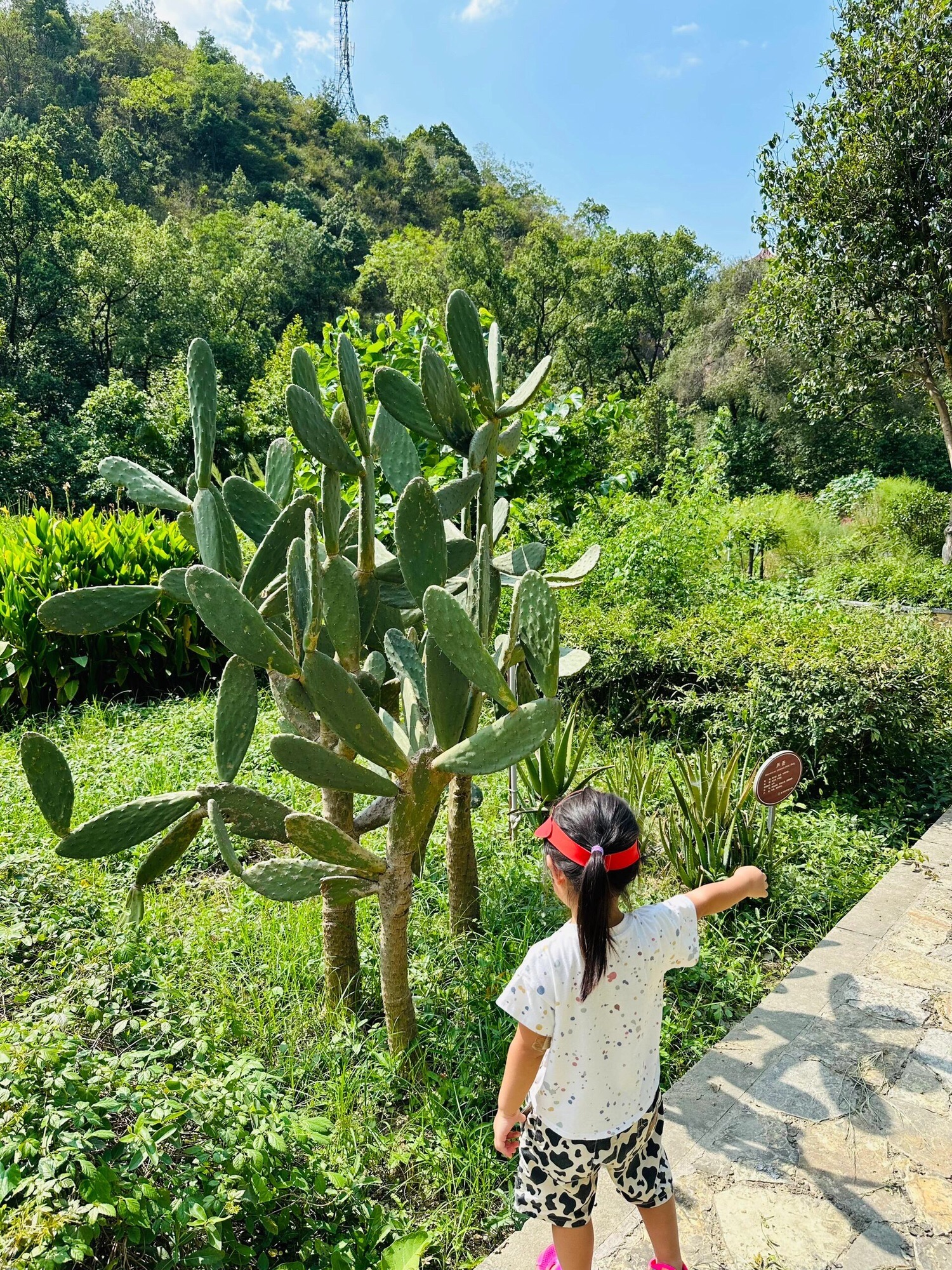 重庆药用植物园旅行图片 1