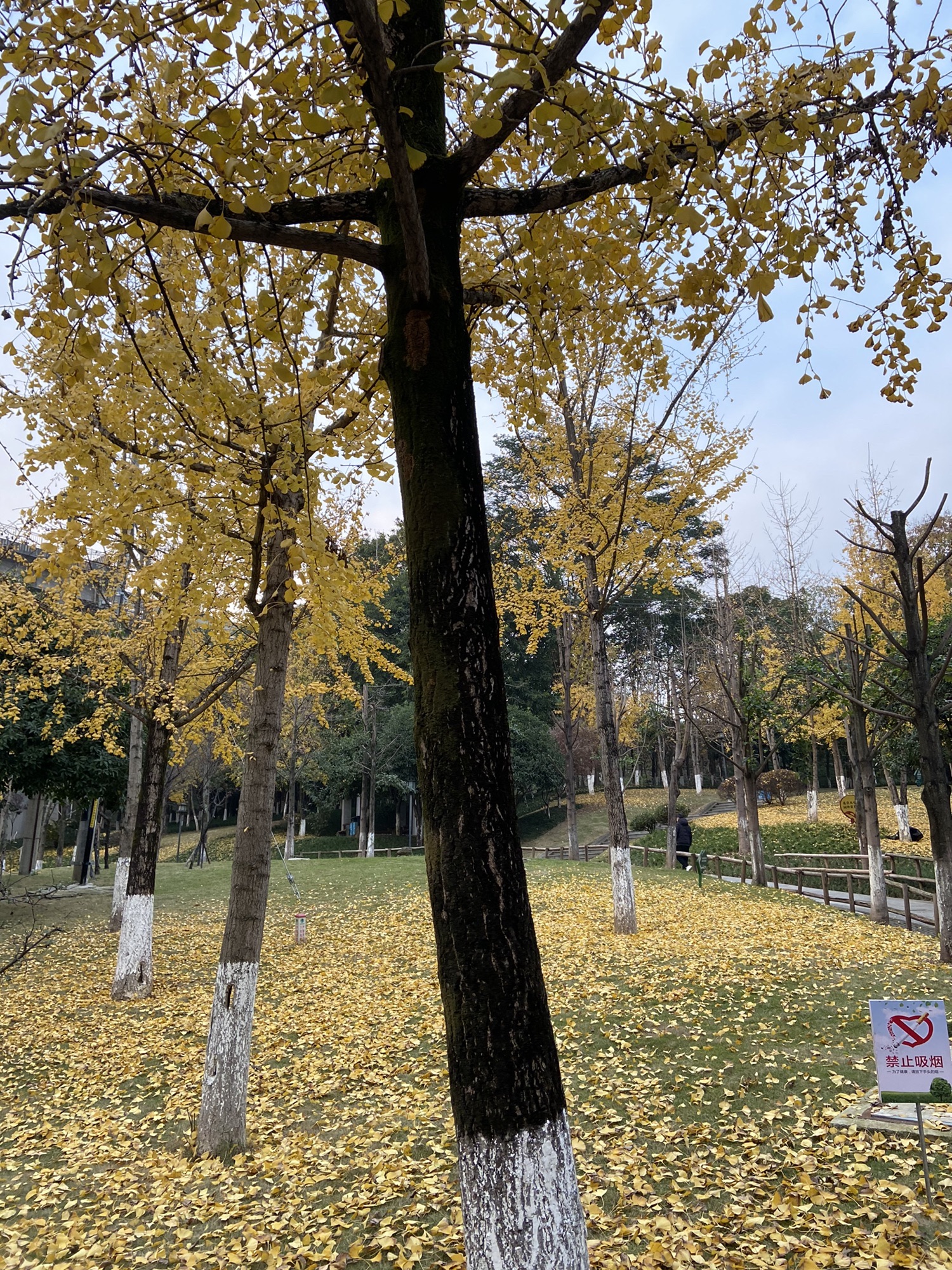 含笑公园旅行图片 1