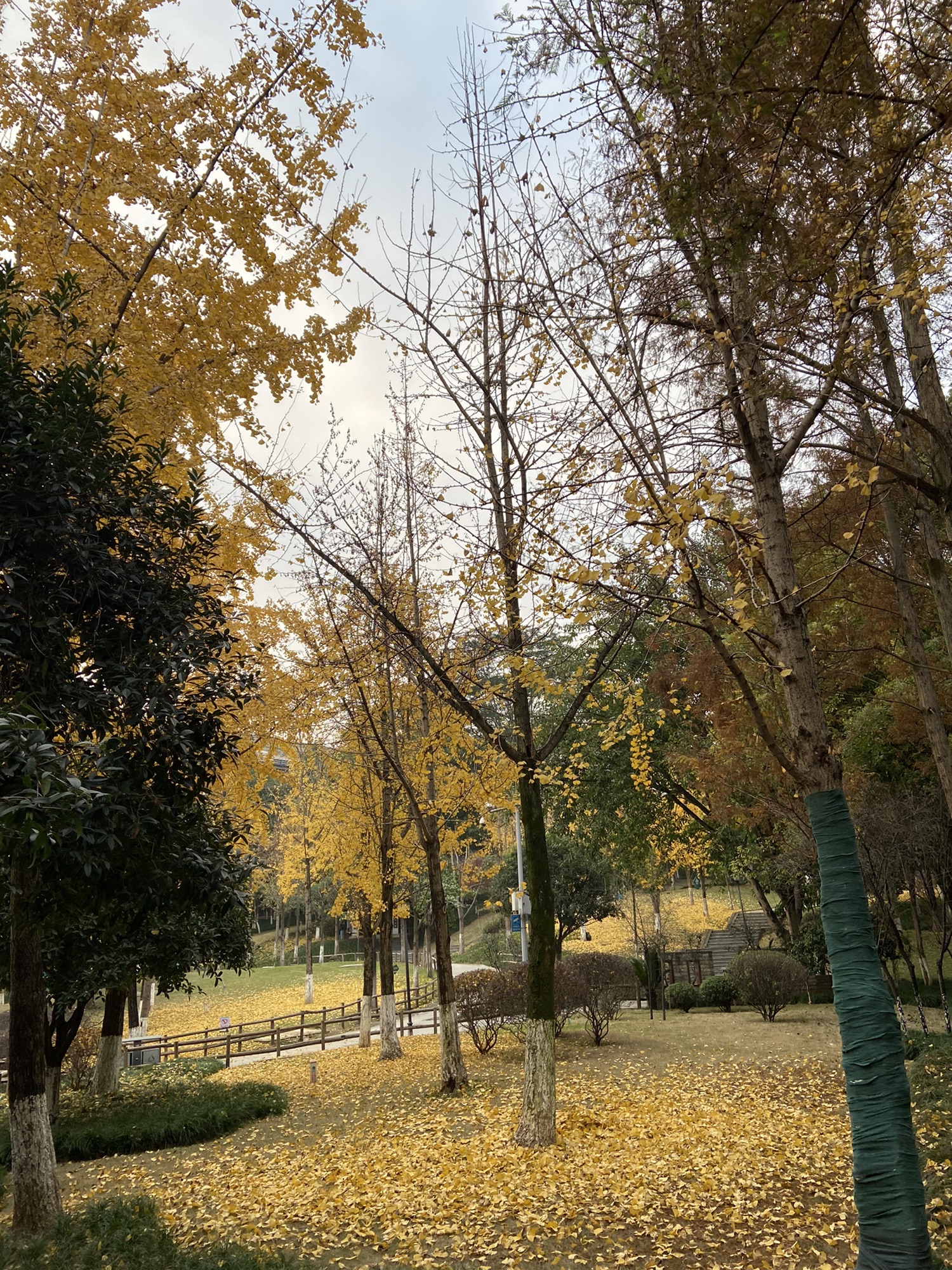 含笑公园旅行图片 3
