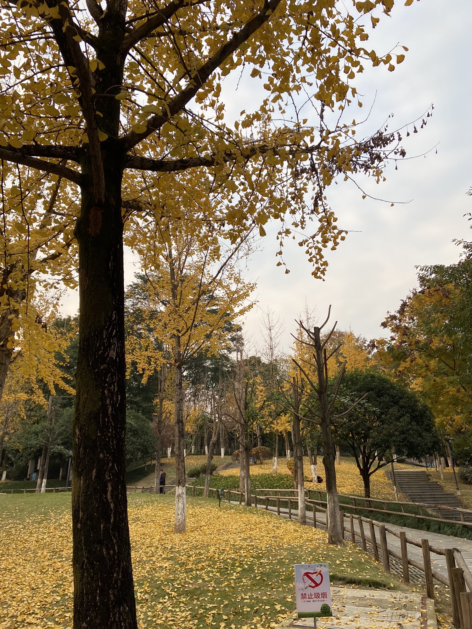 含笑公园旅行图片 2