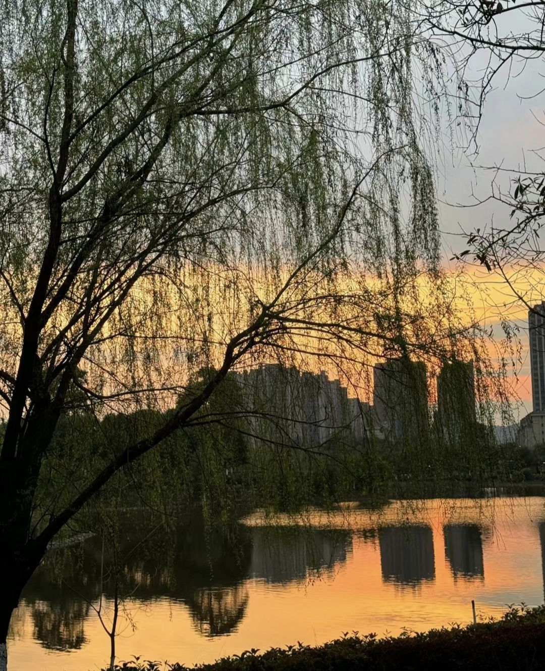 凤凰湖公园旅行图片 1