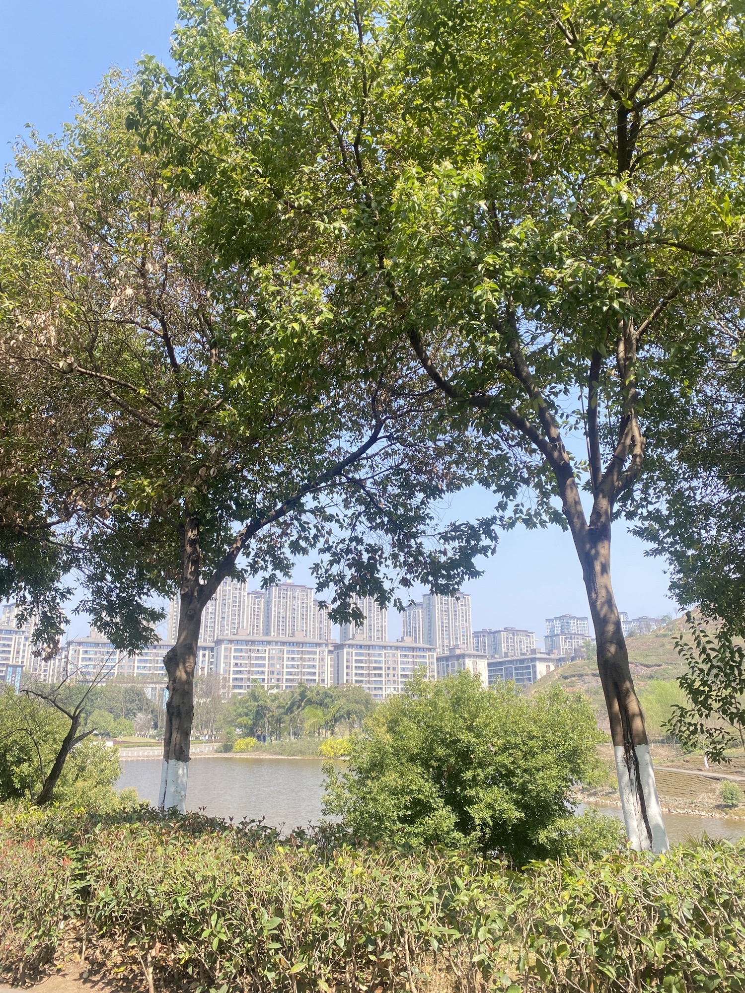 凤凰湖公园旅行图片 3