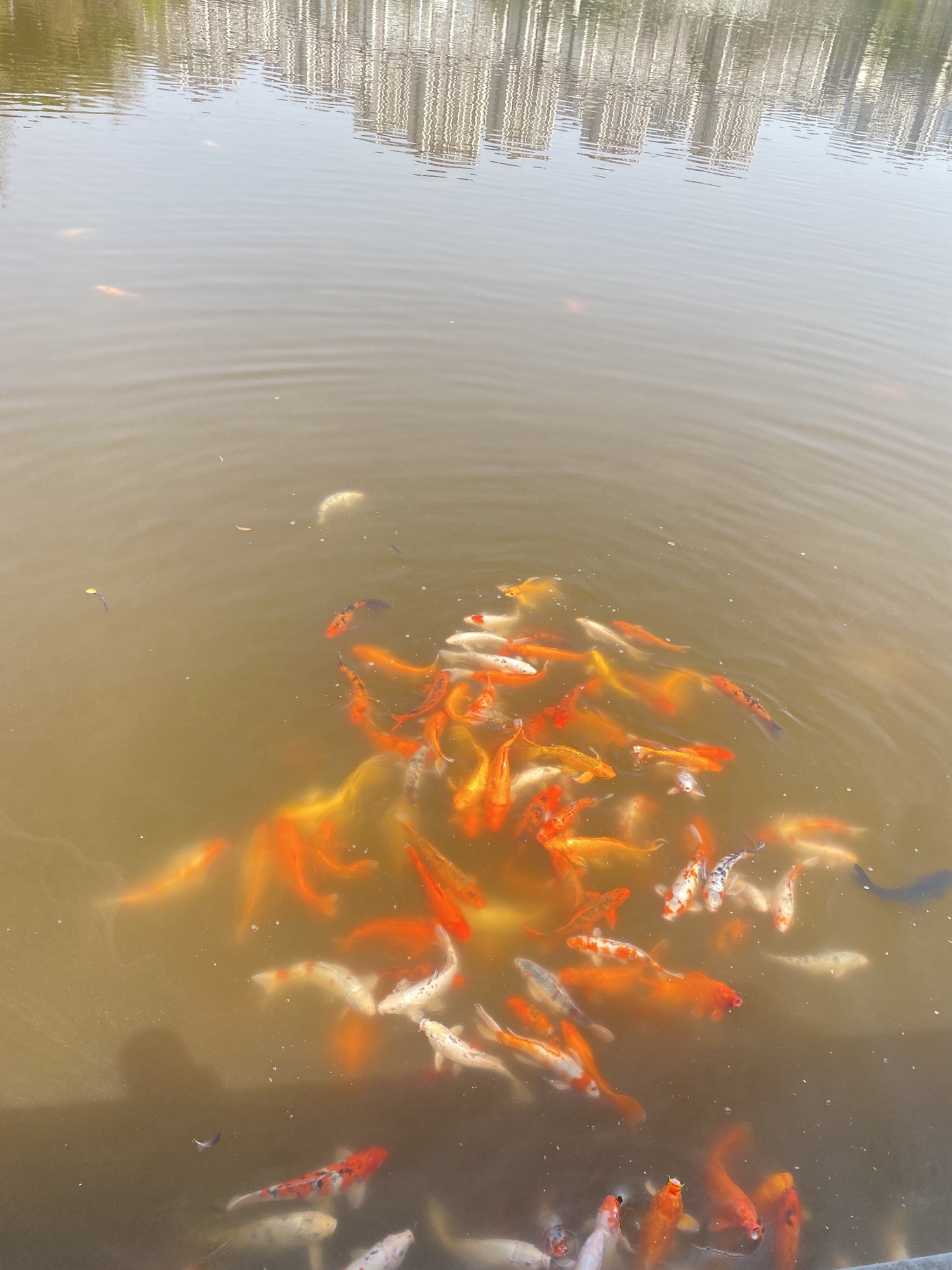 凤凰湖公园旅行图片 1