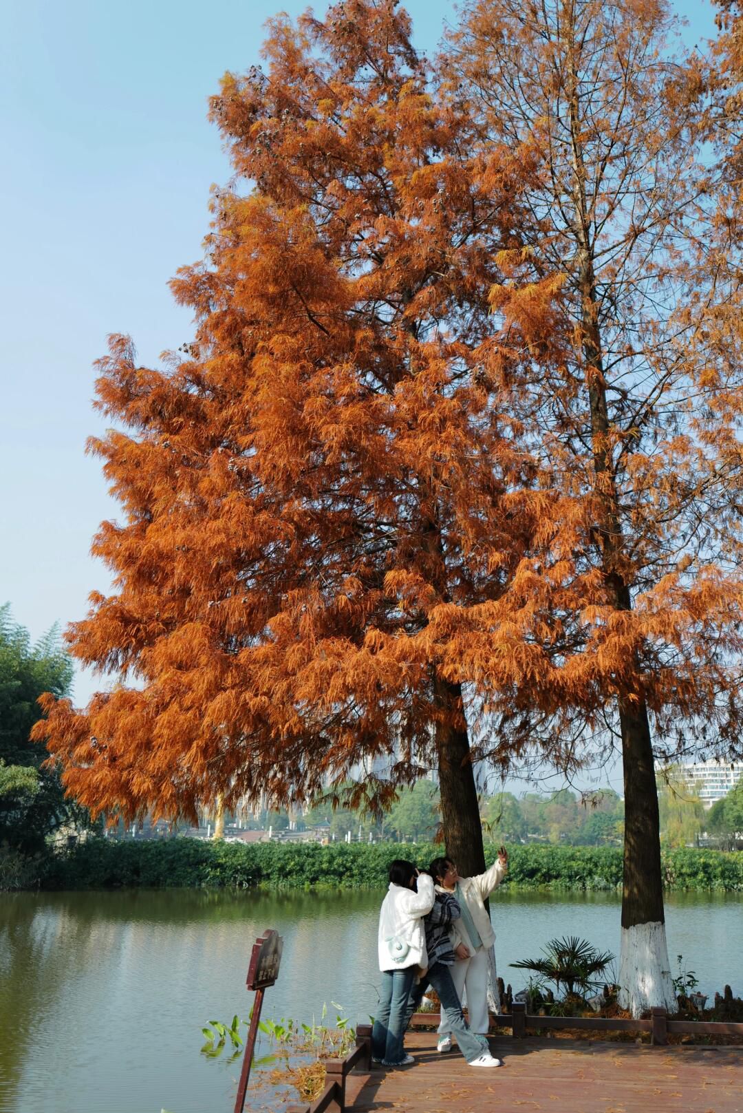 兴龙湖公园旅行图片 1