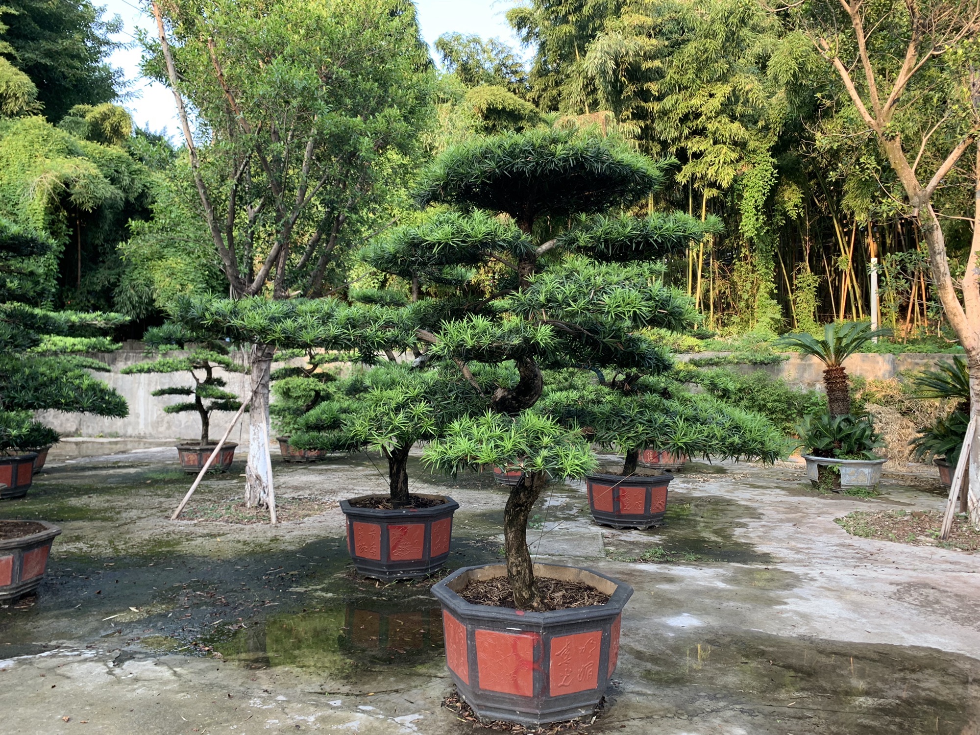 竹林公园旅行图片 2