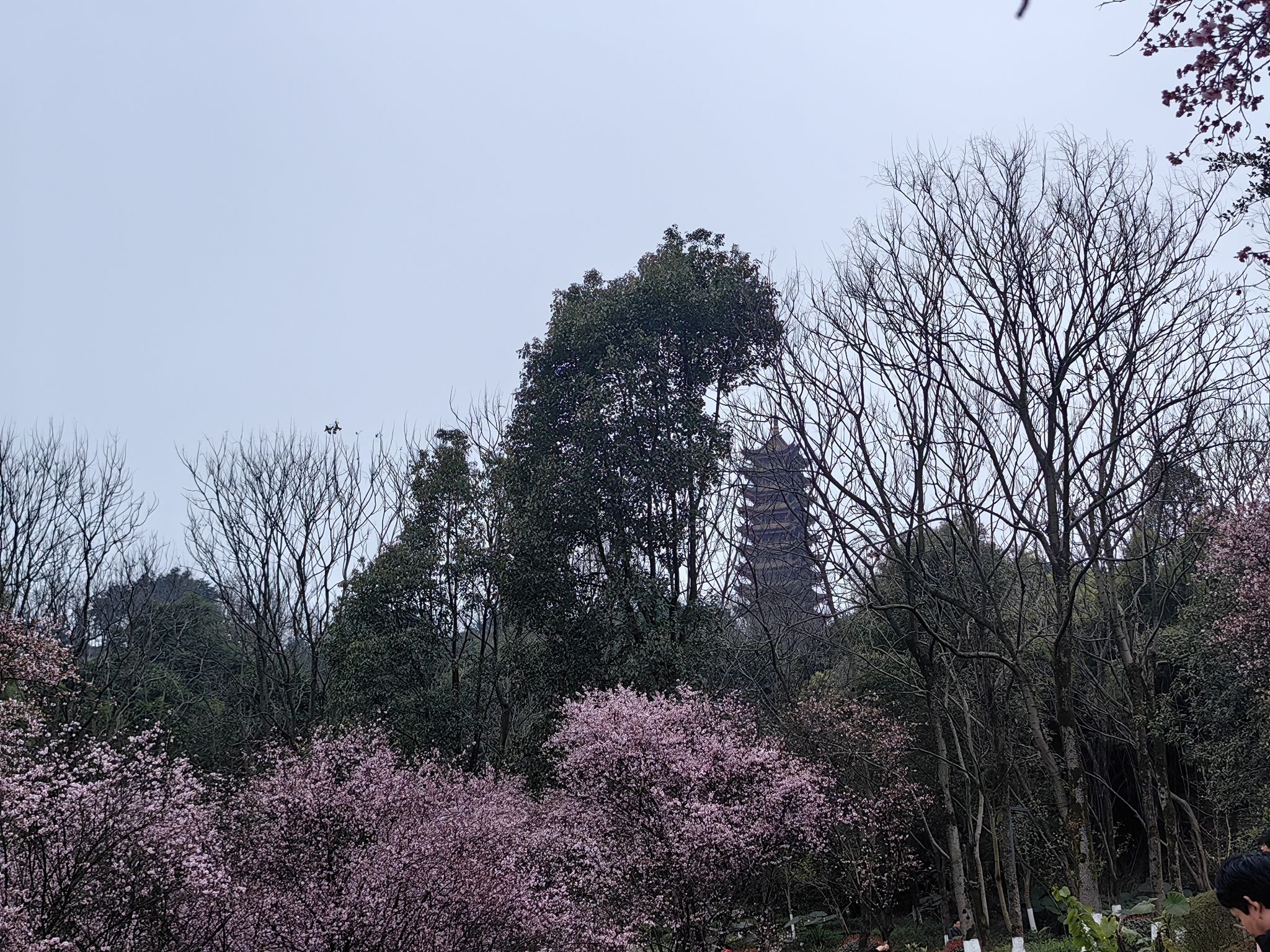 照母山森林公园旅行图片 2