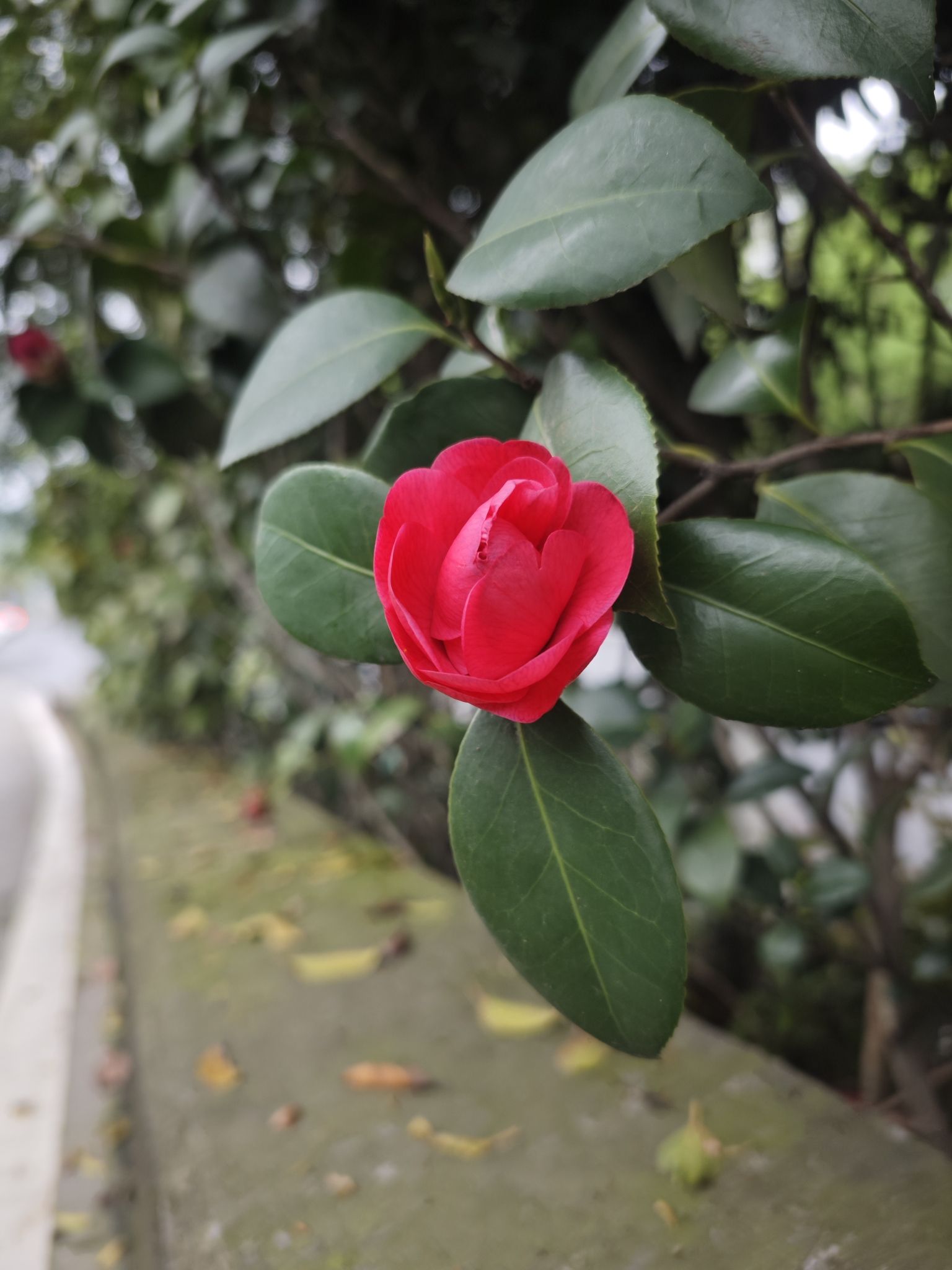照母山森林公园旅行图片 3