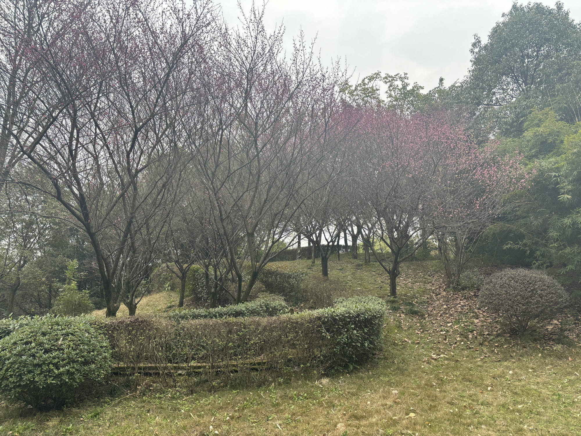 翠云公园旅行图片 2