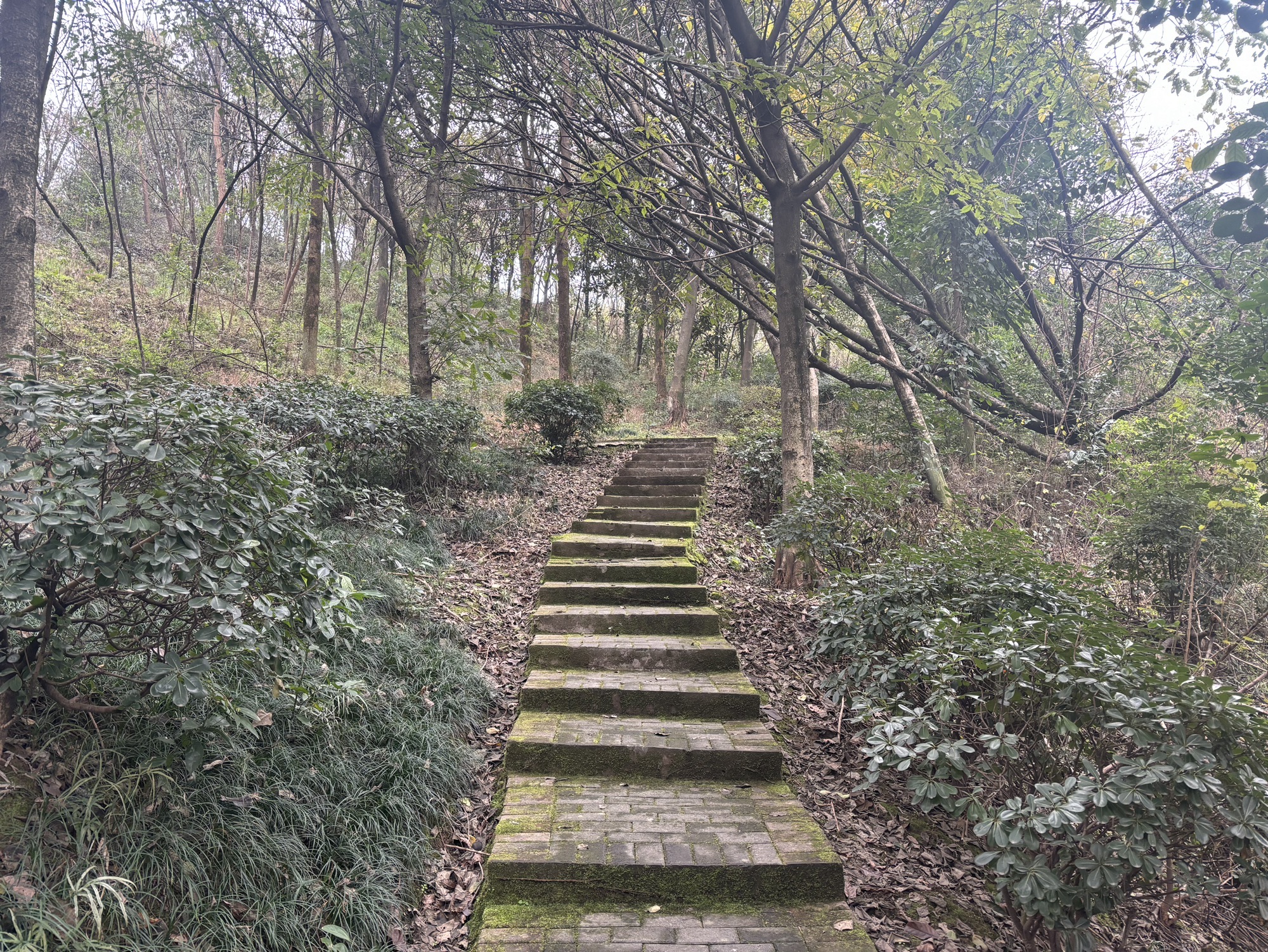 翠云公园旅行图片 1