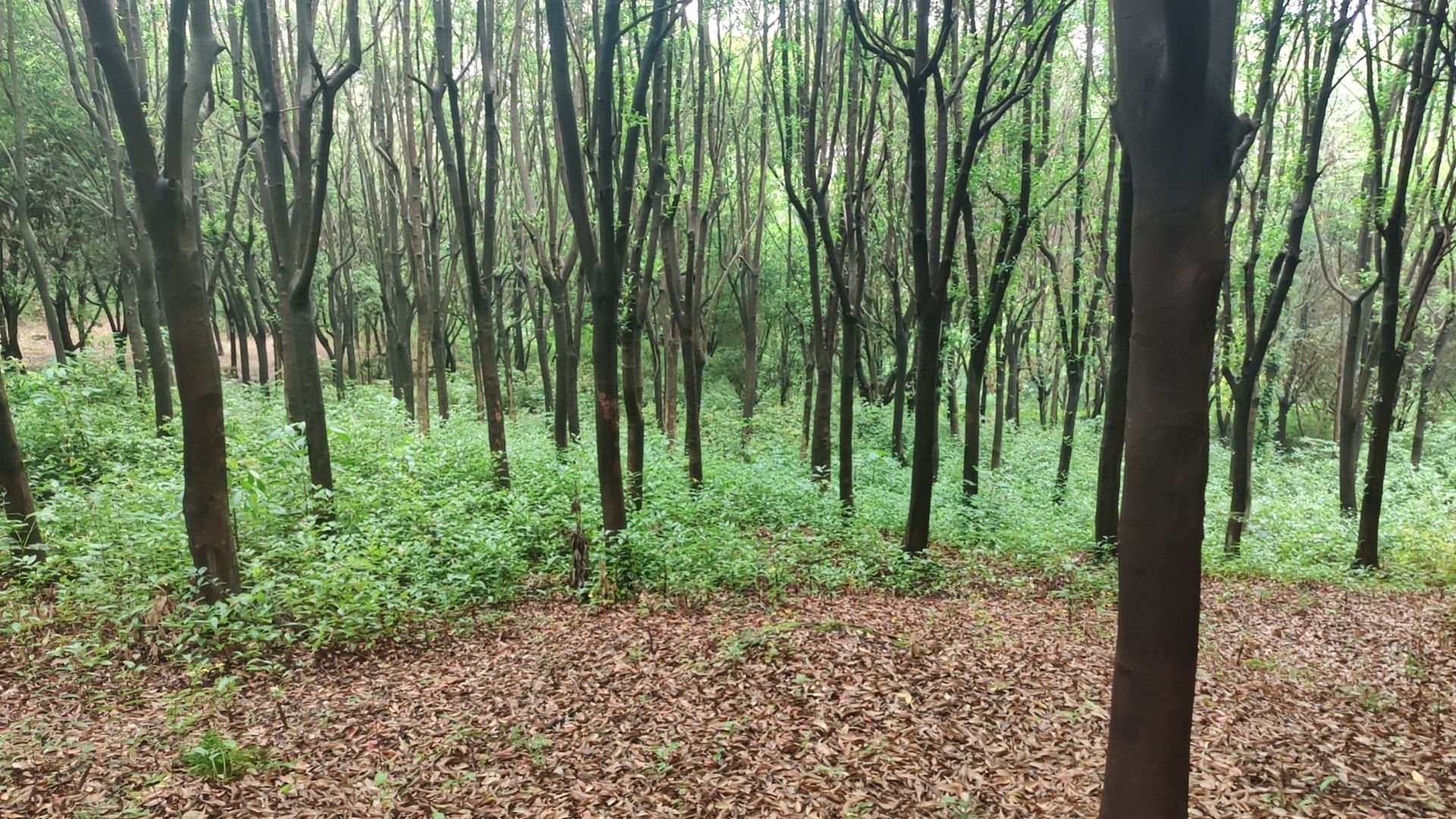 翠云公园旅行图片 2