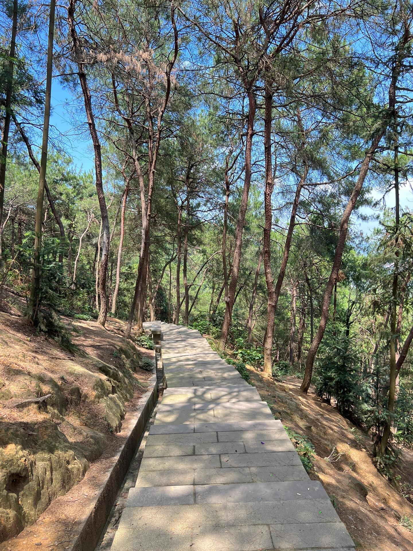 临峰山郊野公园旅行图片 2