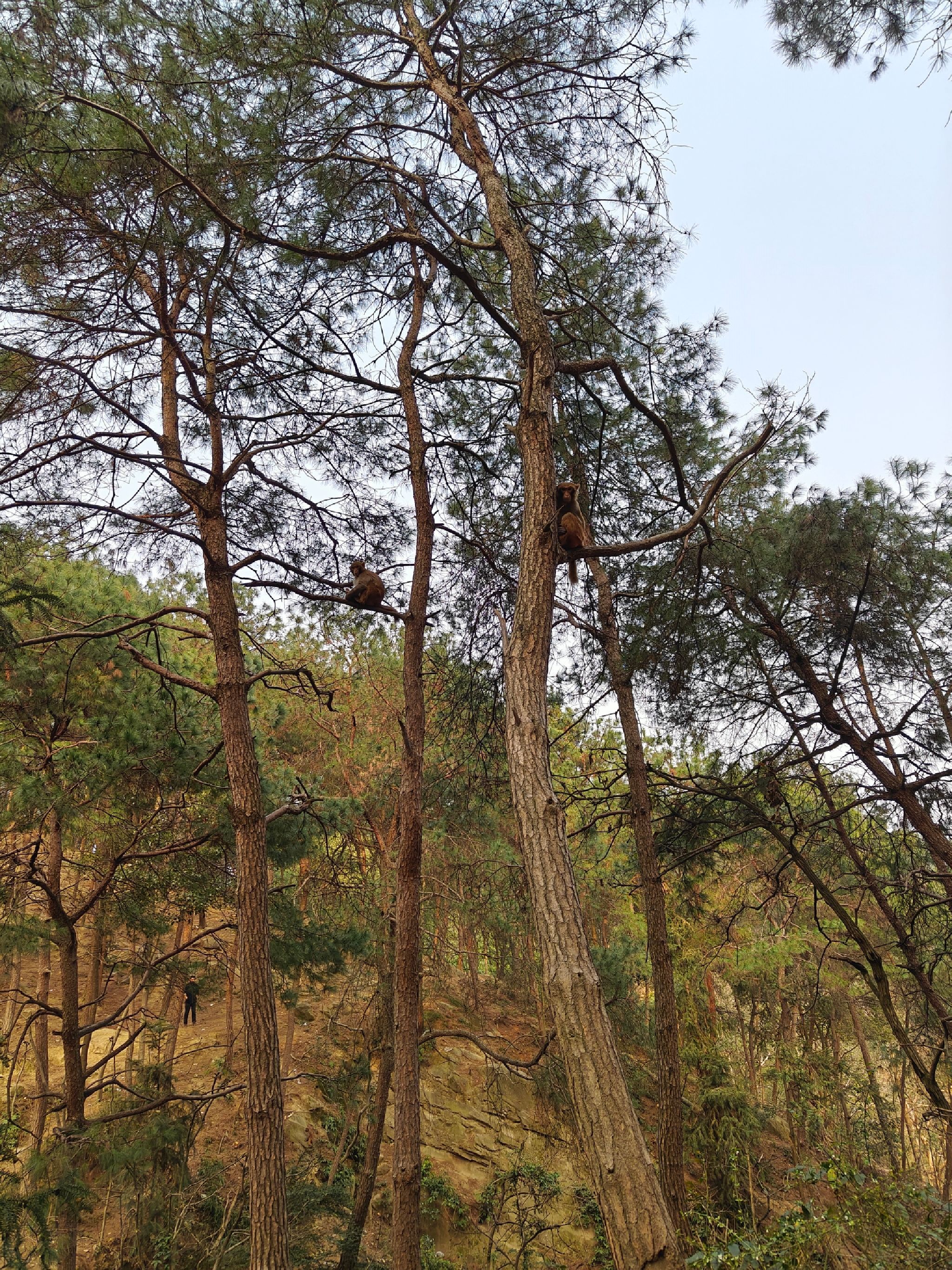 临峰山郊野公园旅行图片 1
