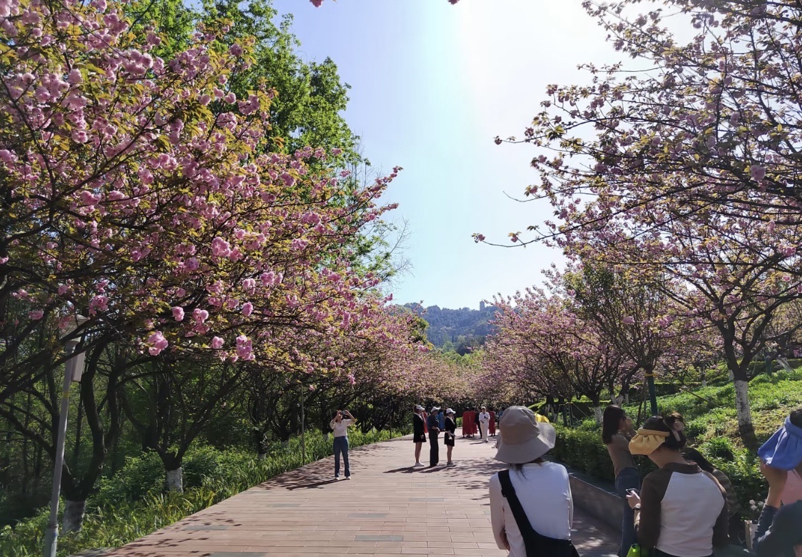 白鹤森林公园旅行图片 2