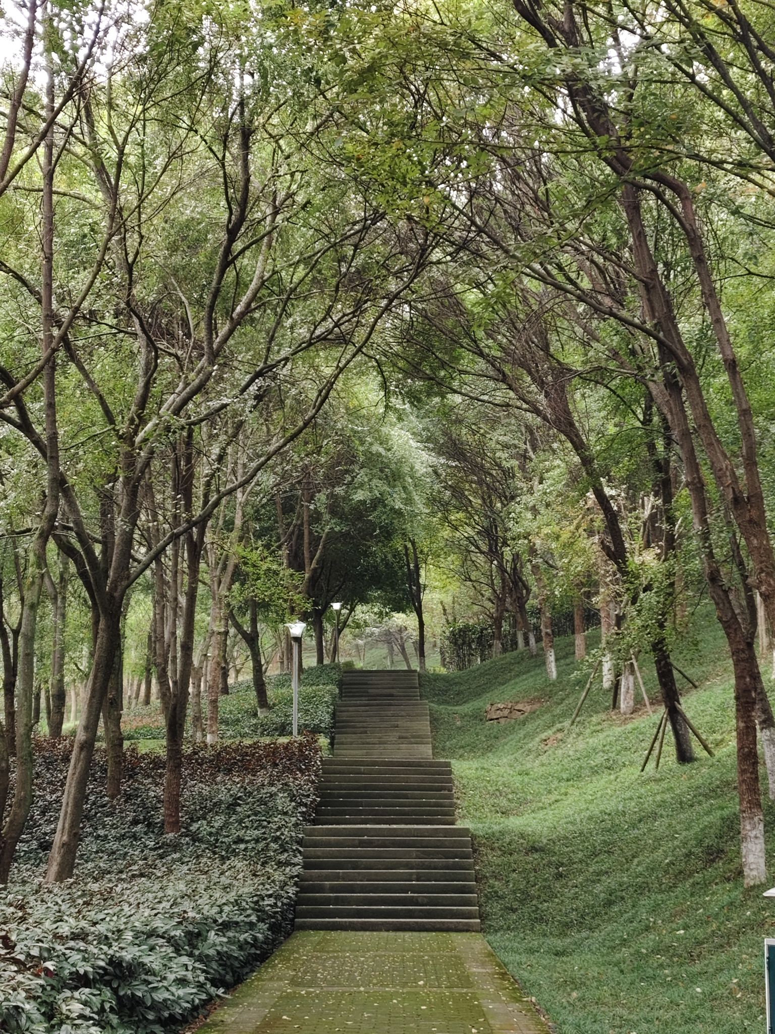 白鹤森林公园旅行图片 1