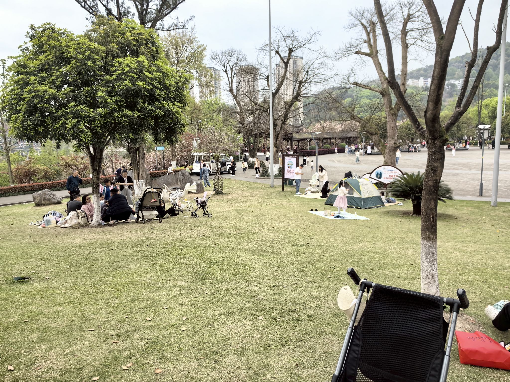 白鹤森林公园旅行图片 2
