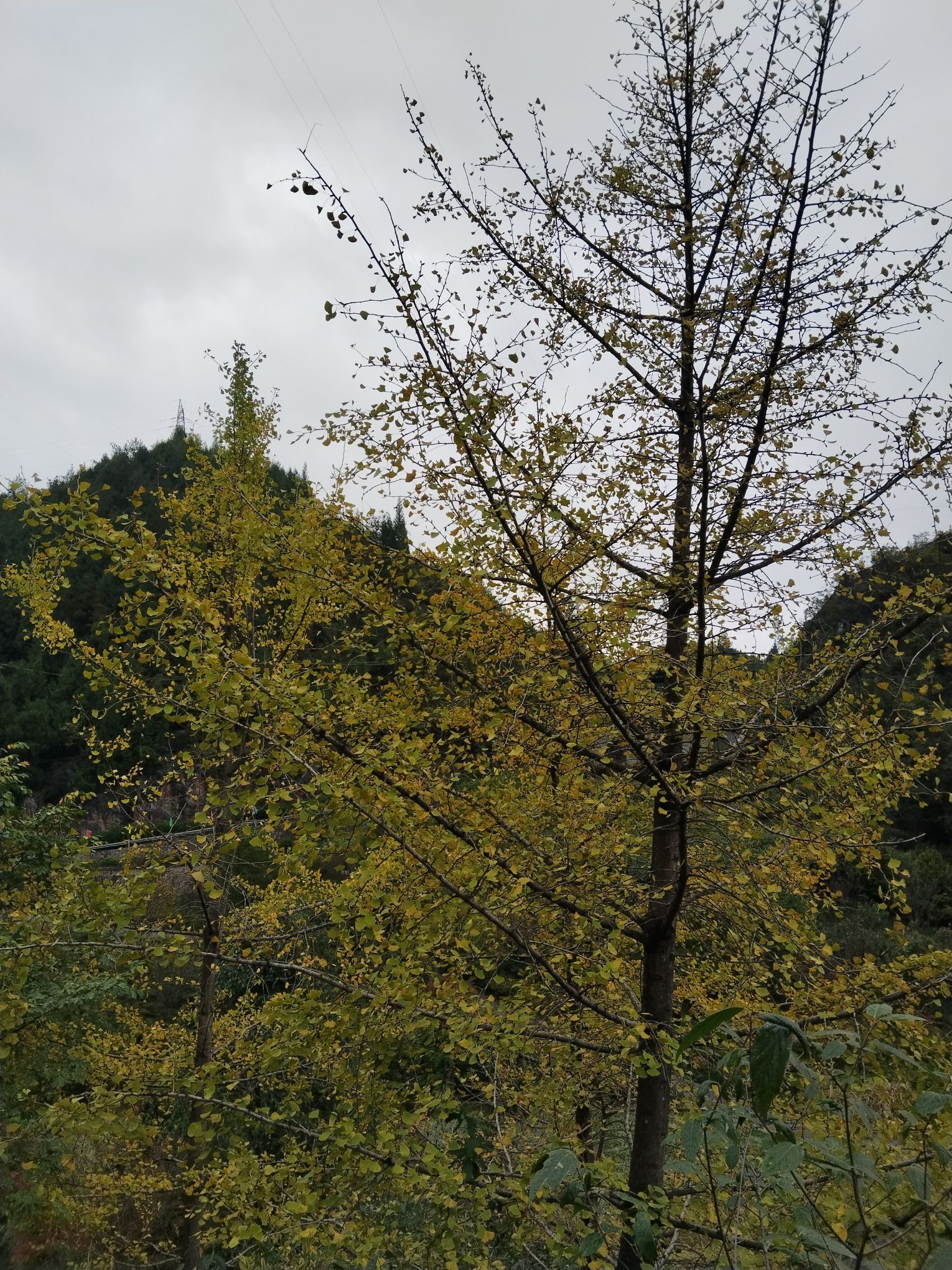 中国黔江城市大峡谷景区旅行图片 1
