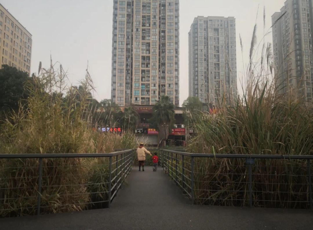 西城的湖湿地公园旅行图片 3