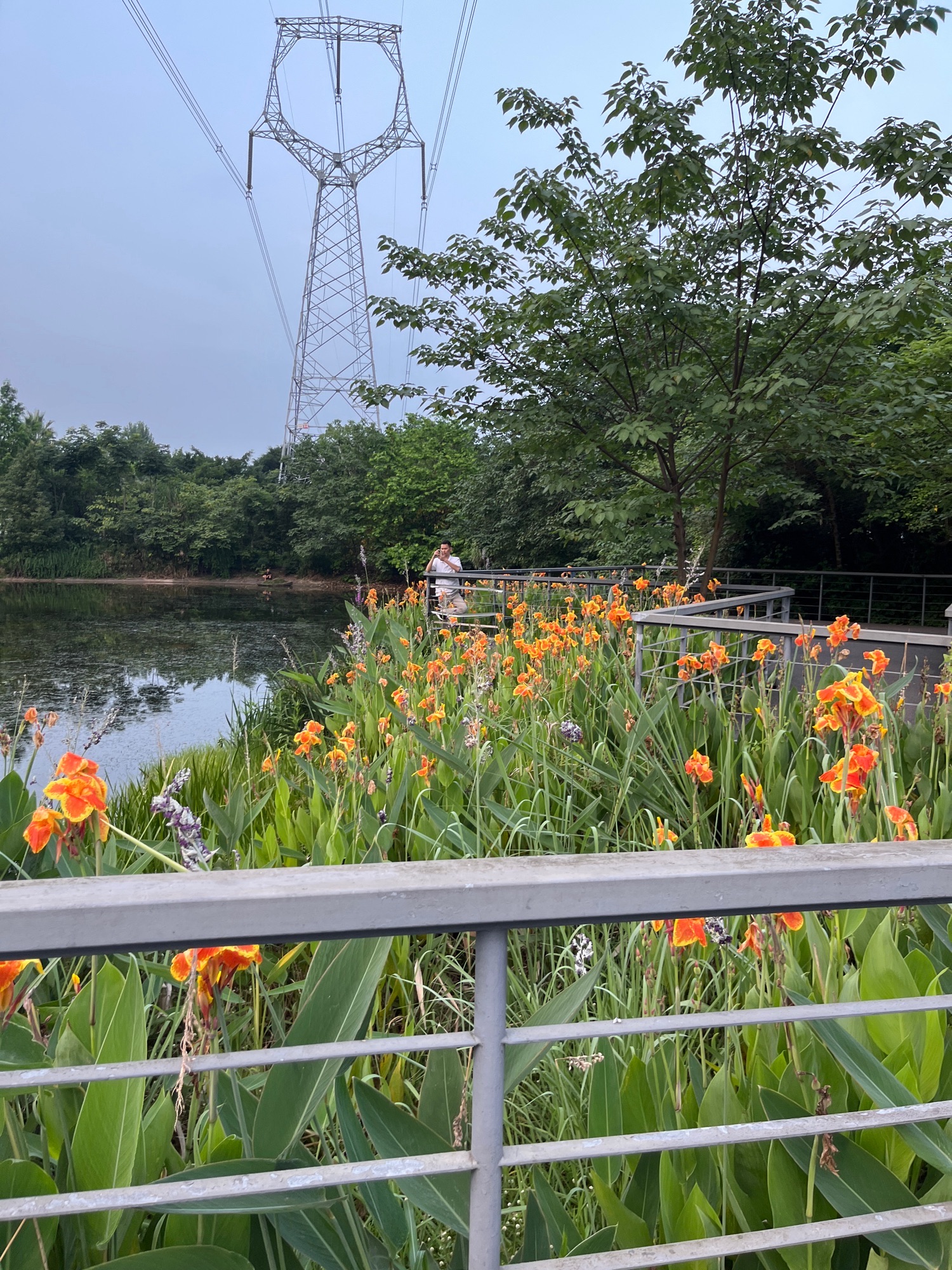 西城的湖湿地公园旅行图片 3