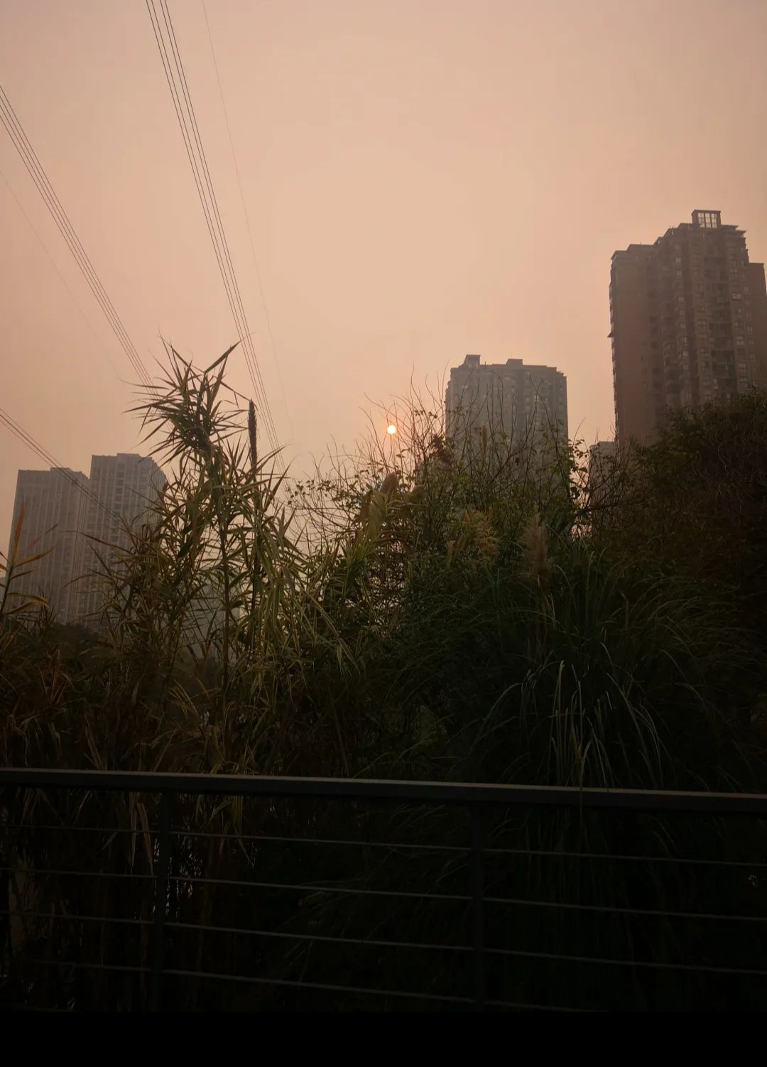 西城的湖湿地公园旅行图片 1