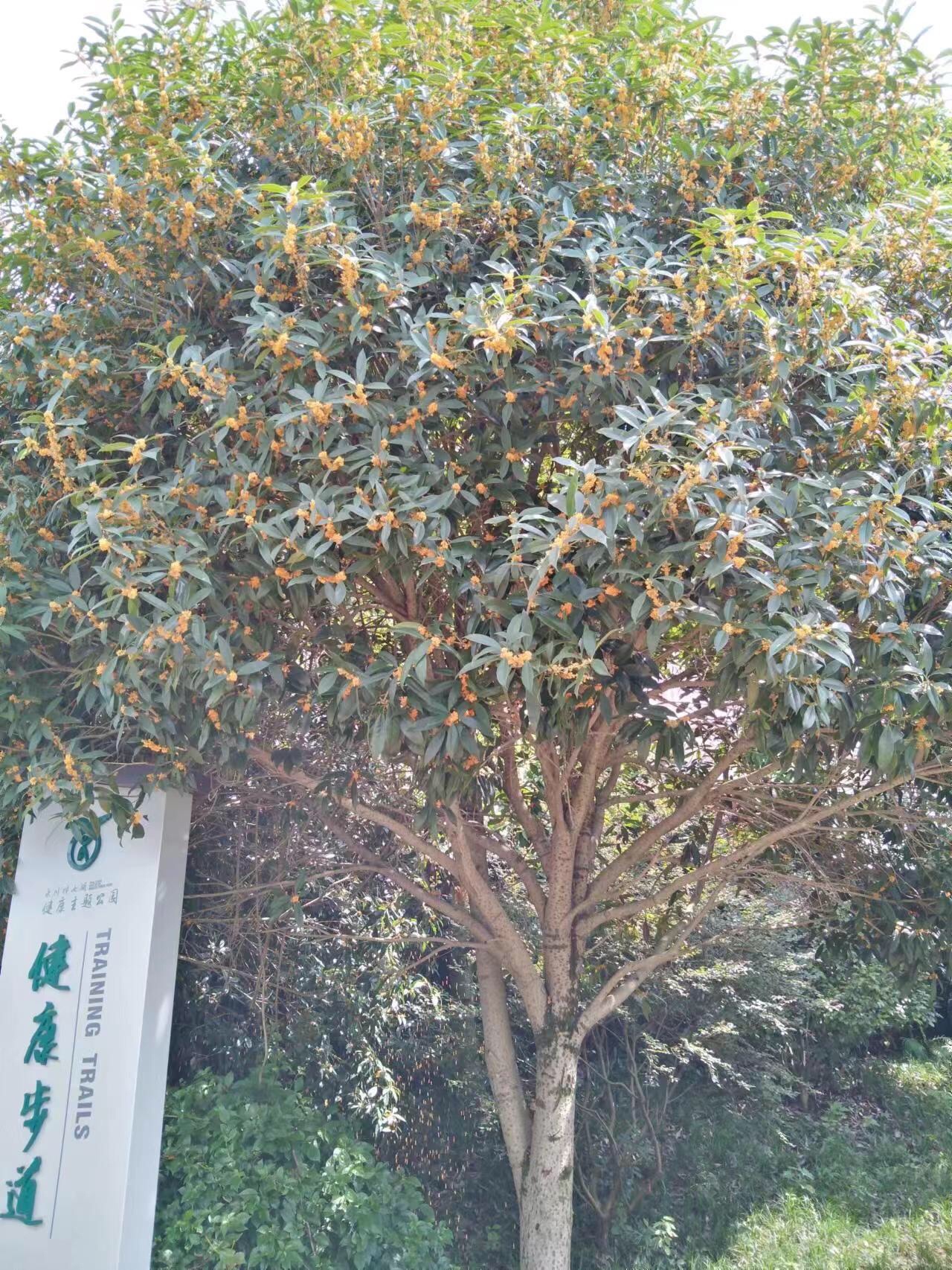 永川观音山公园旅行图片 3