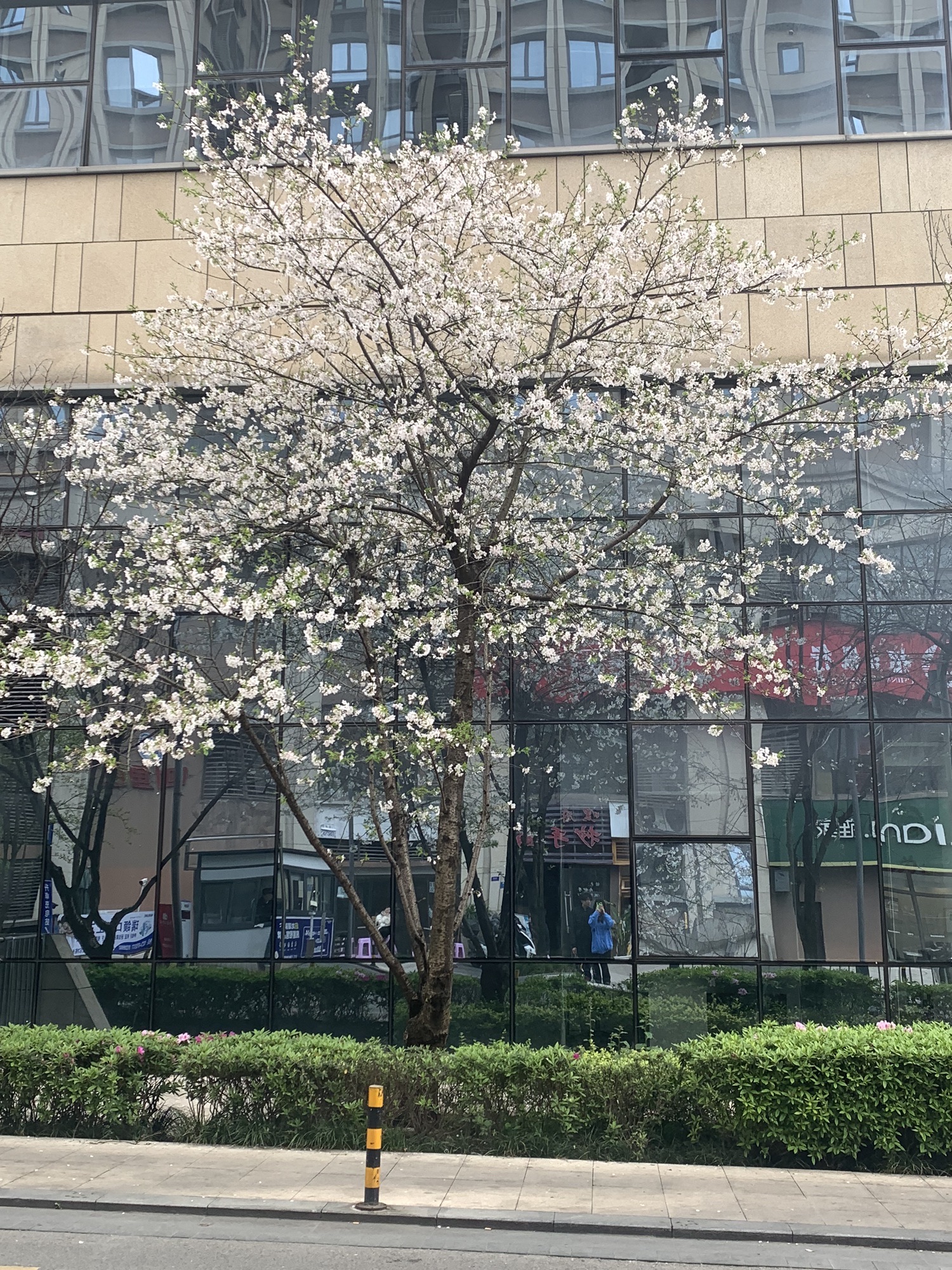江北石子山体育公园旅行图片 3