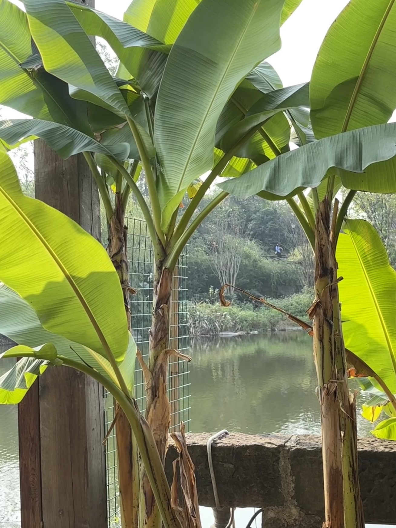 两江国际影视城旅行图片 3