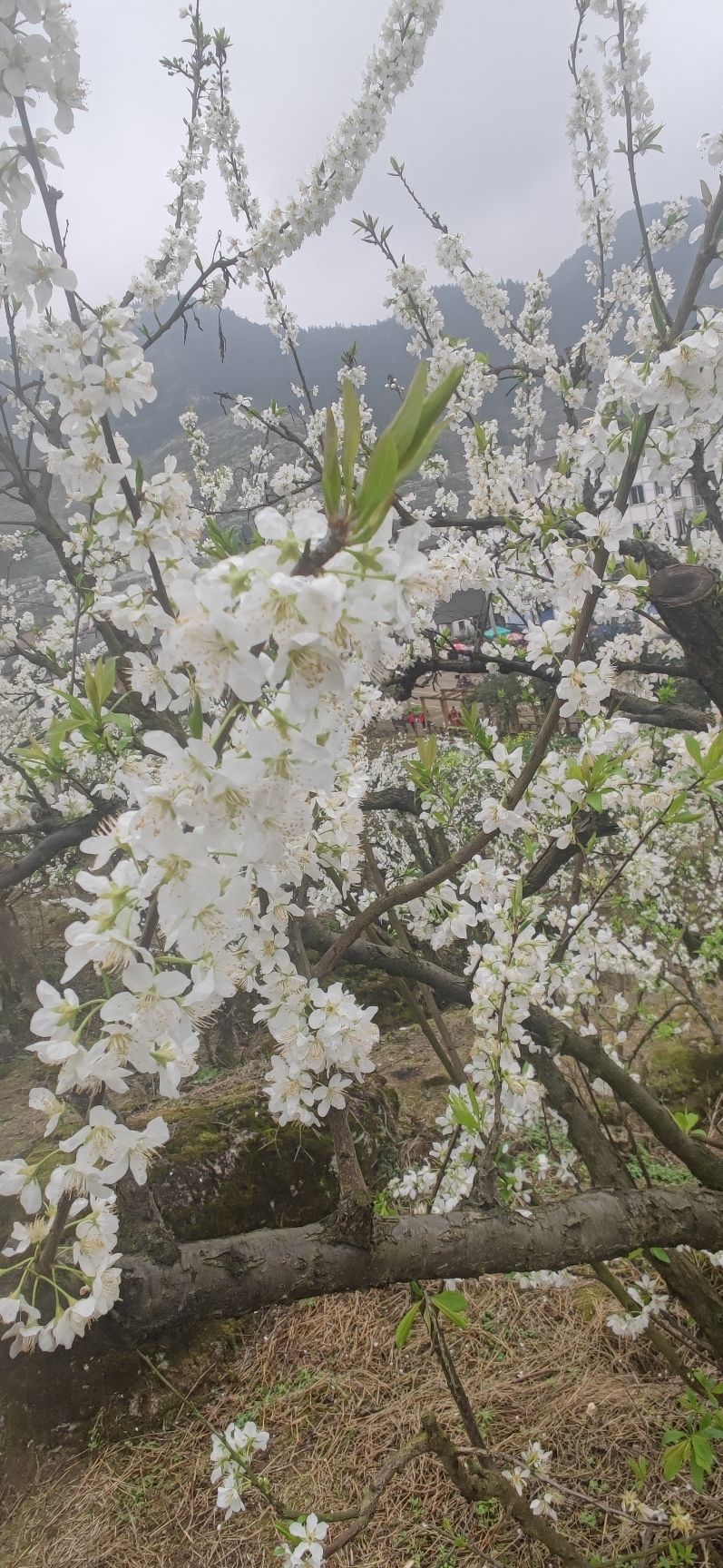 北碚印盒李花生态旅游区旅行图片 1