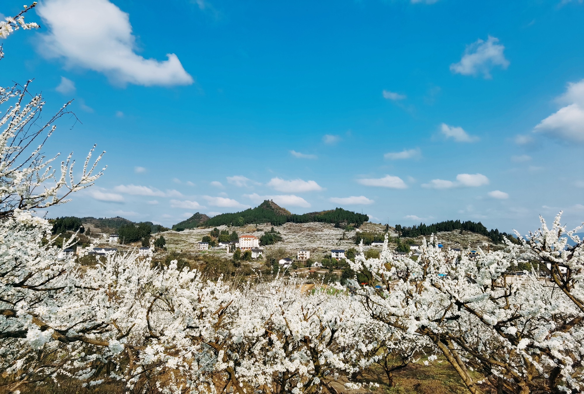 北碚印盒李花生态旅游区旅行图片 1