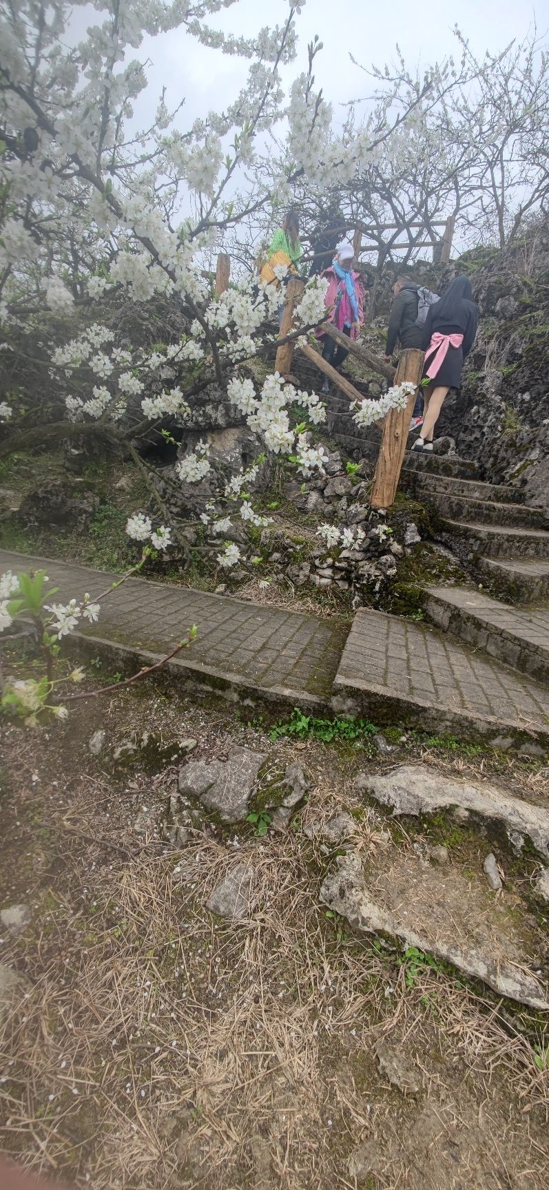 北碚印盒李花生态旅游区旅行图片 2