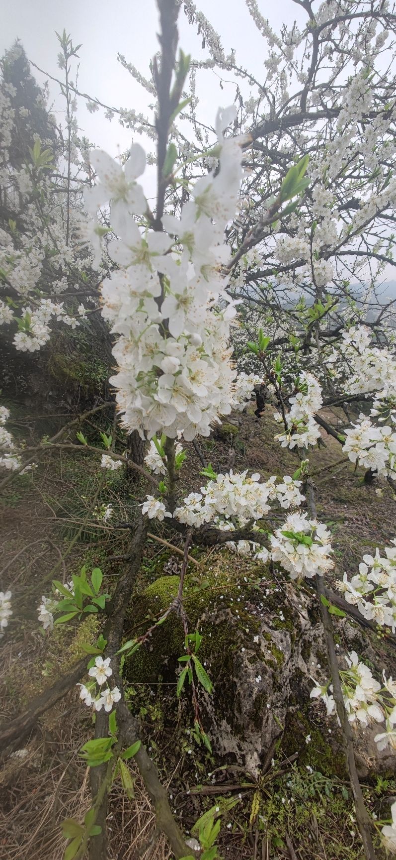 北碚印盒李花生态旅游区旅行图片 3