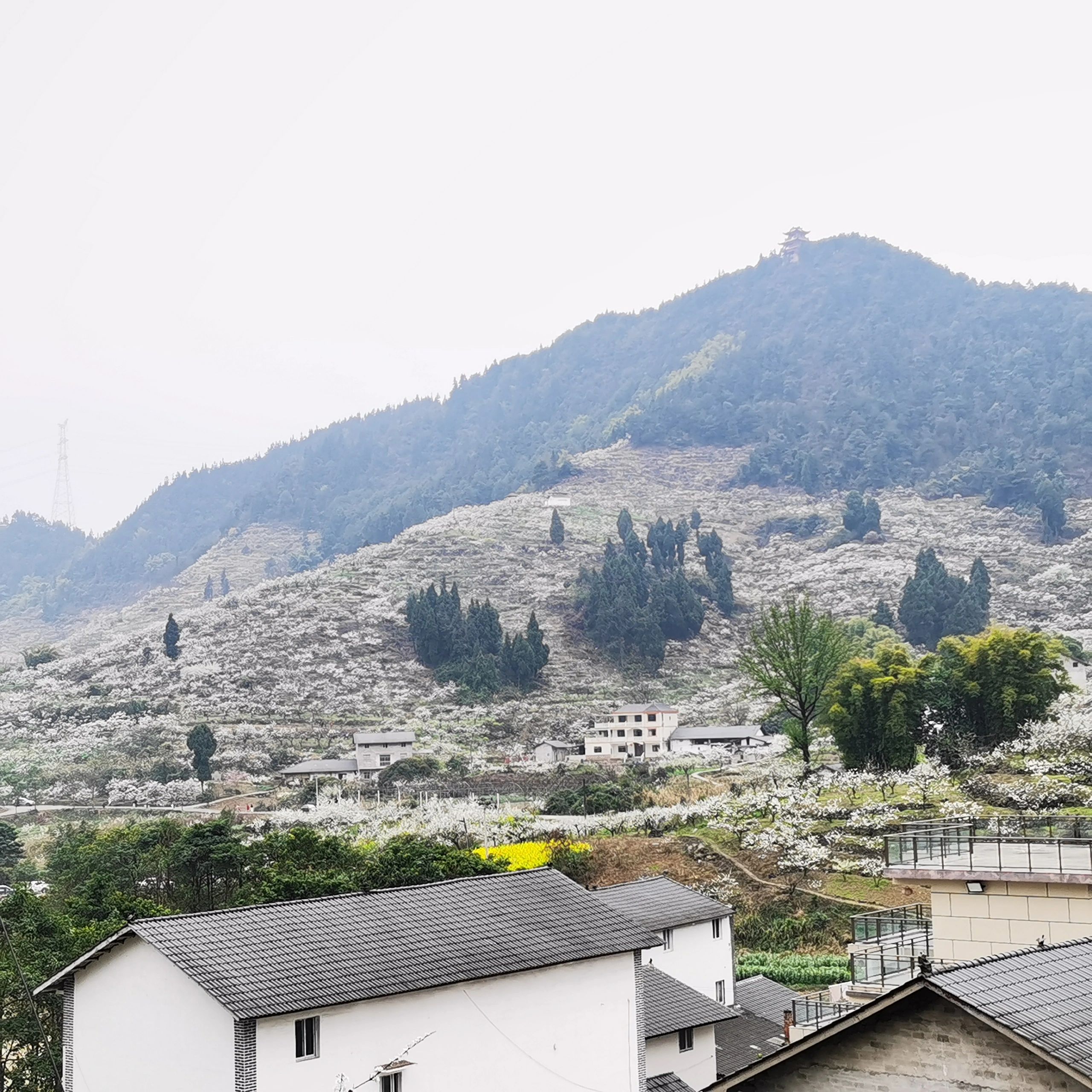 北碚印盒李花生态旅游区旅行图片 3