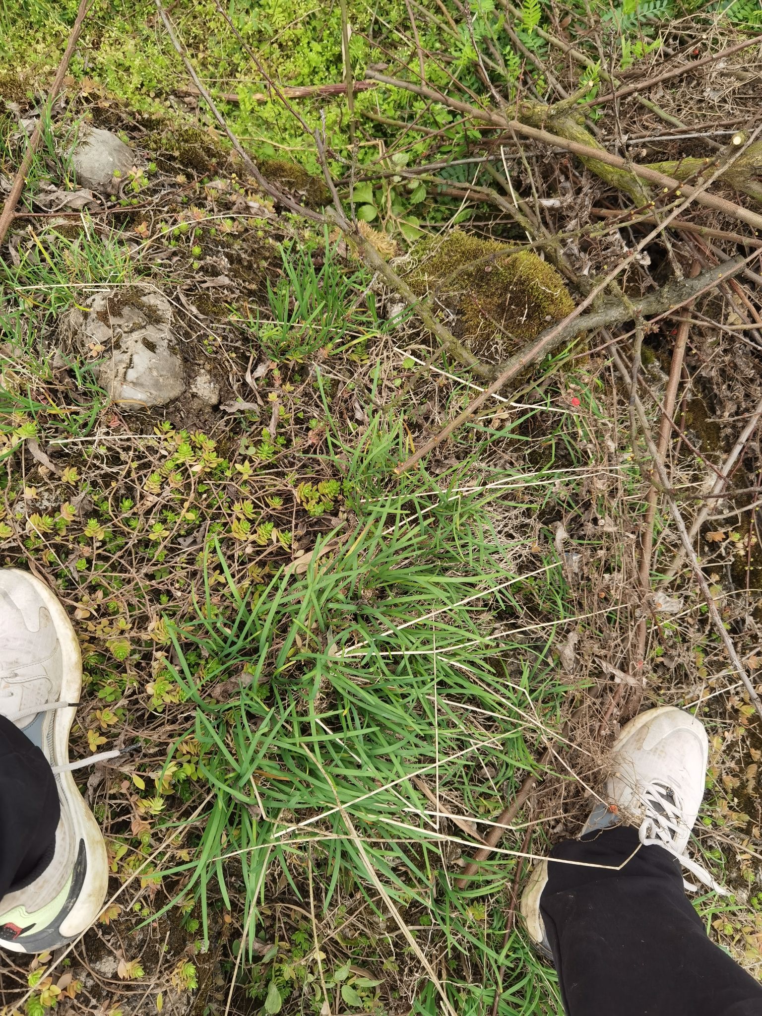 北碚印盒李花生态旅游区旅行图片 1