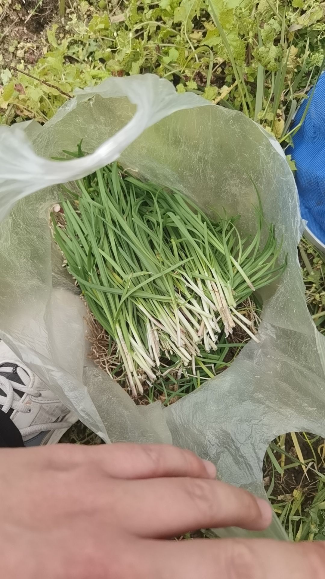 北碚印盒李花生态旅游区旅行图片 3