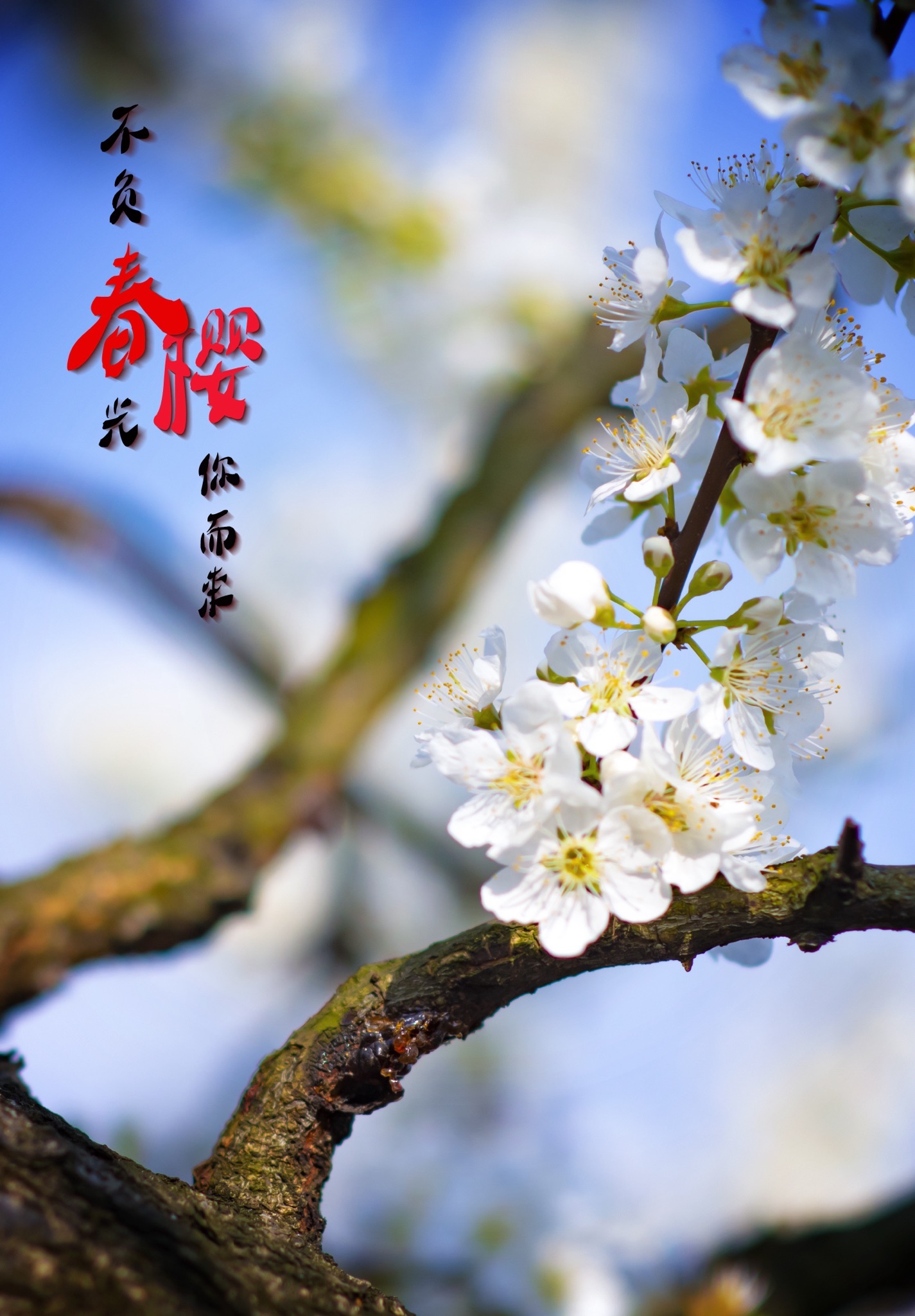 北碚印盒李花生态旅游区旅行图片 3