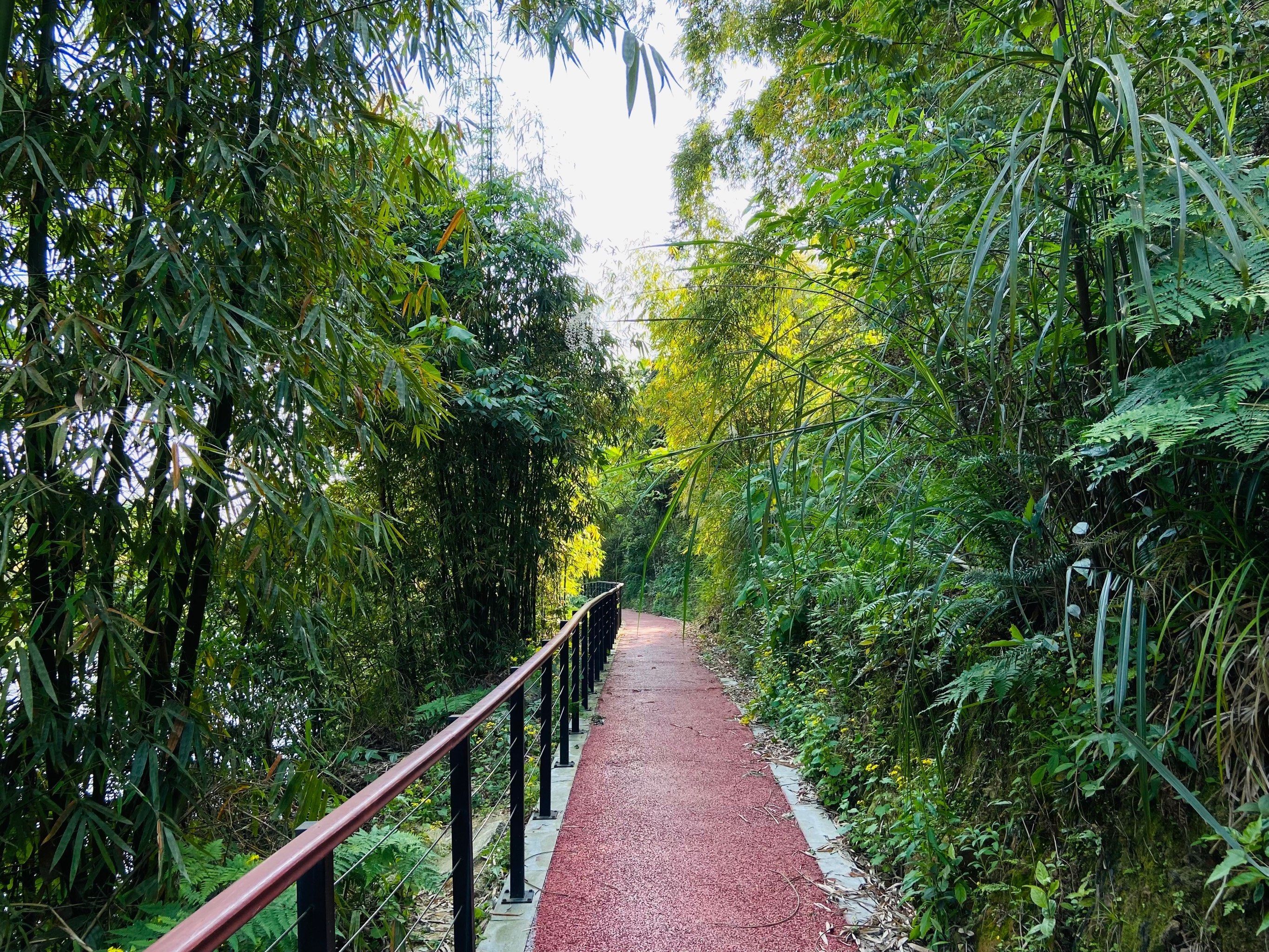 玉峰山森林公园旅行图片 2