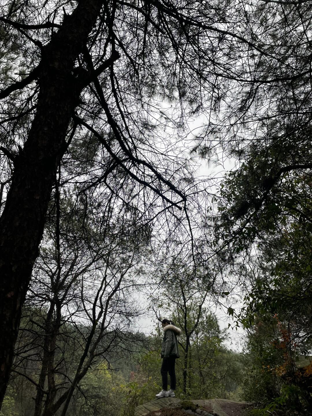 玉峰山森林公园旅行图片 1