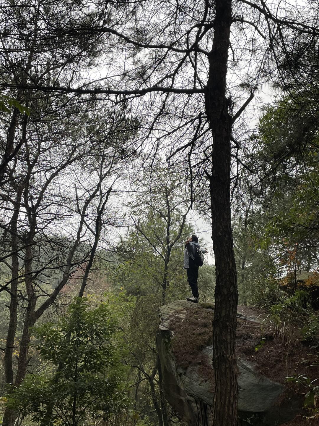 玉峰山森林公园旅行图片 2