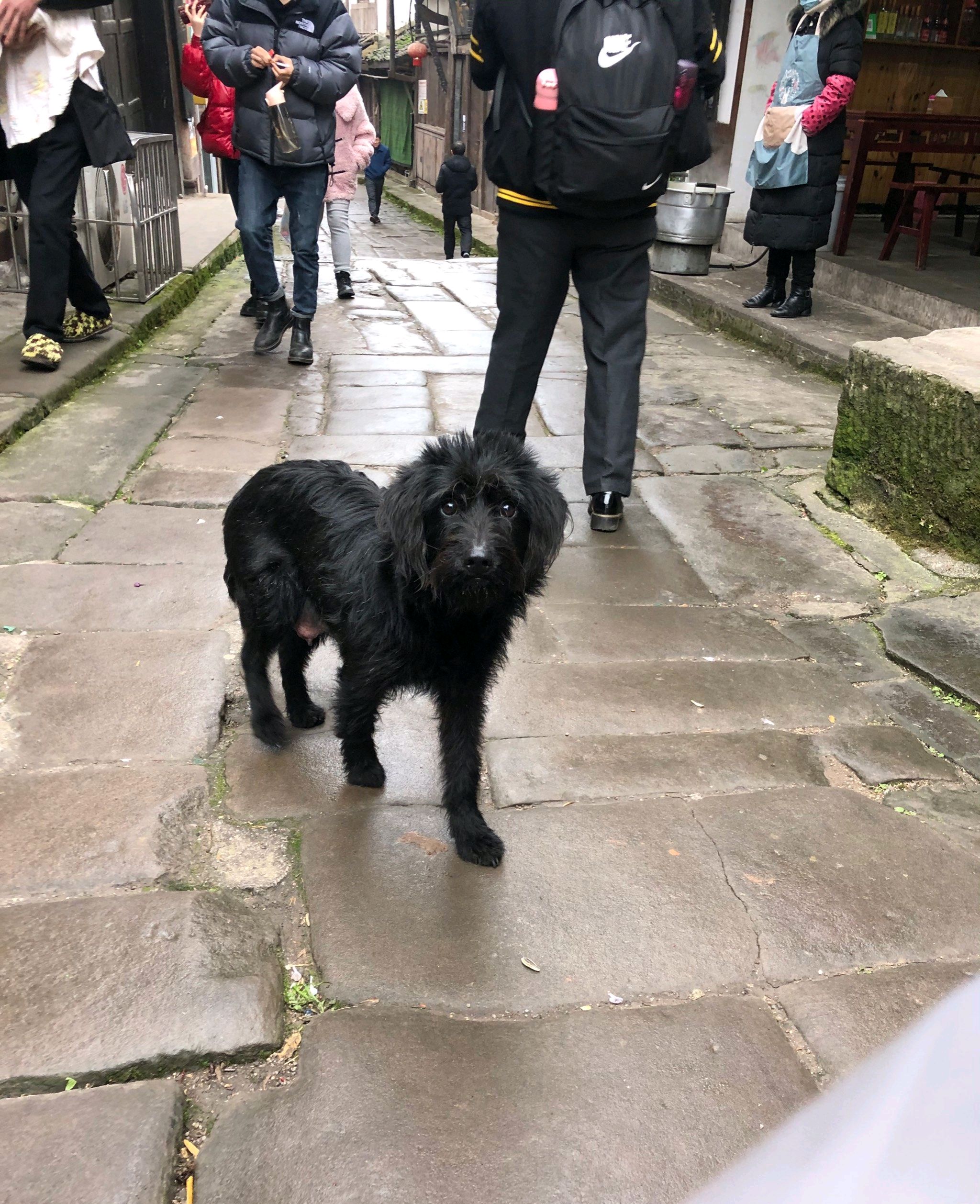 龙兴古镇旅行图片 3