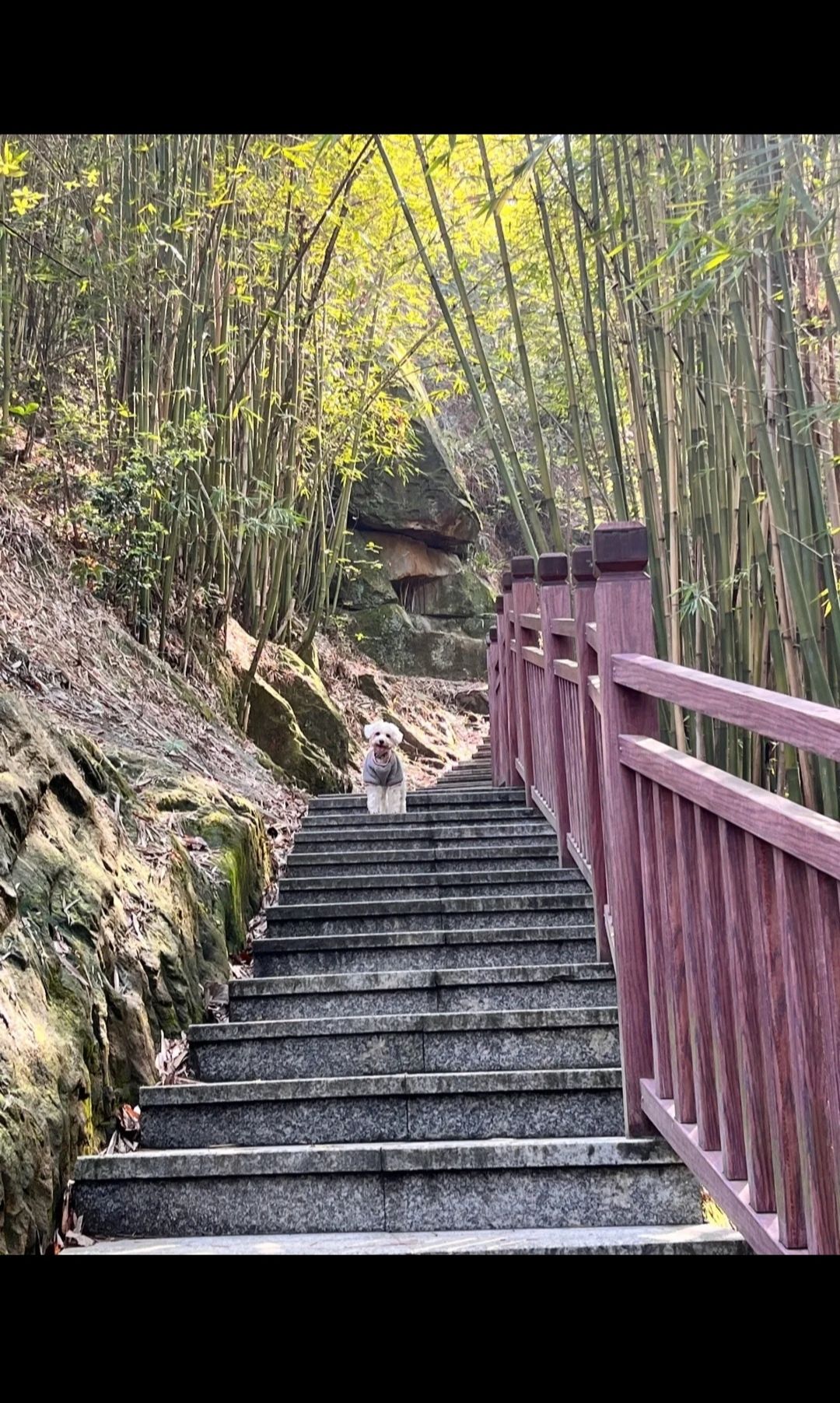 金剑山森林公园旅行图片 1