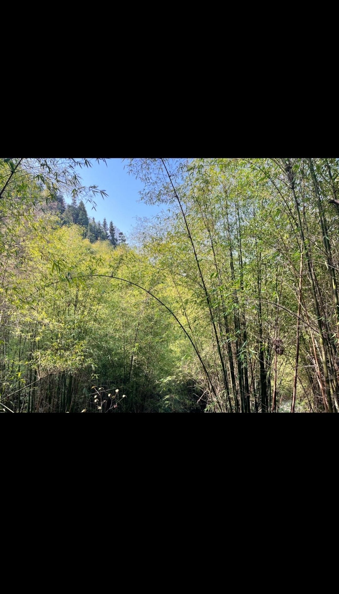 金剑山森林公园旅行图片 2