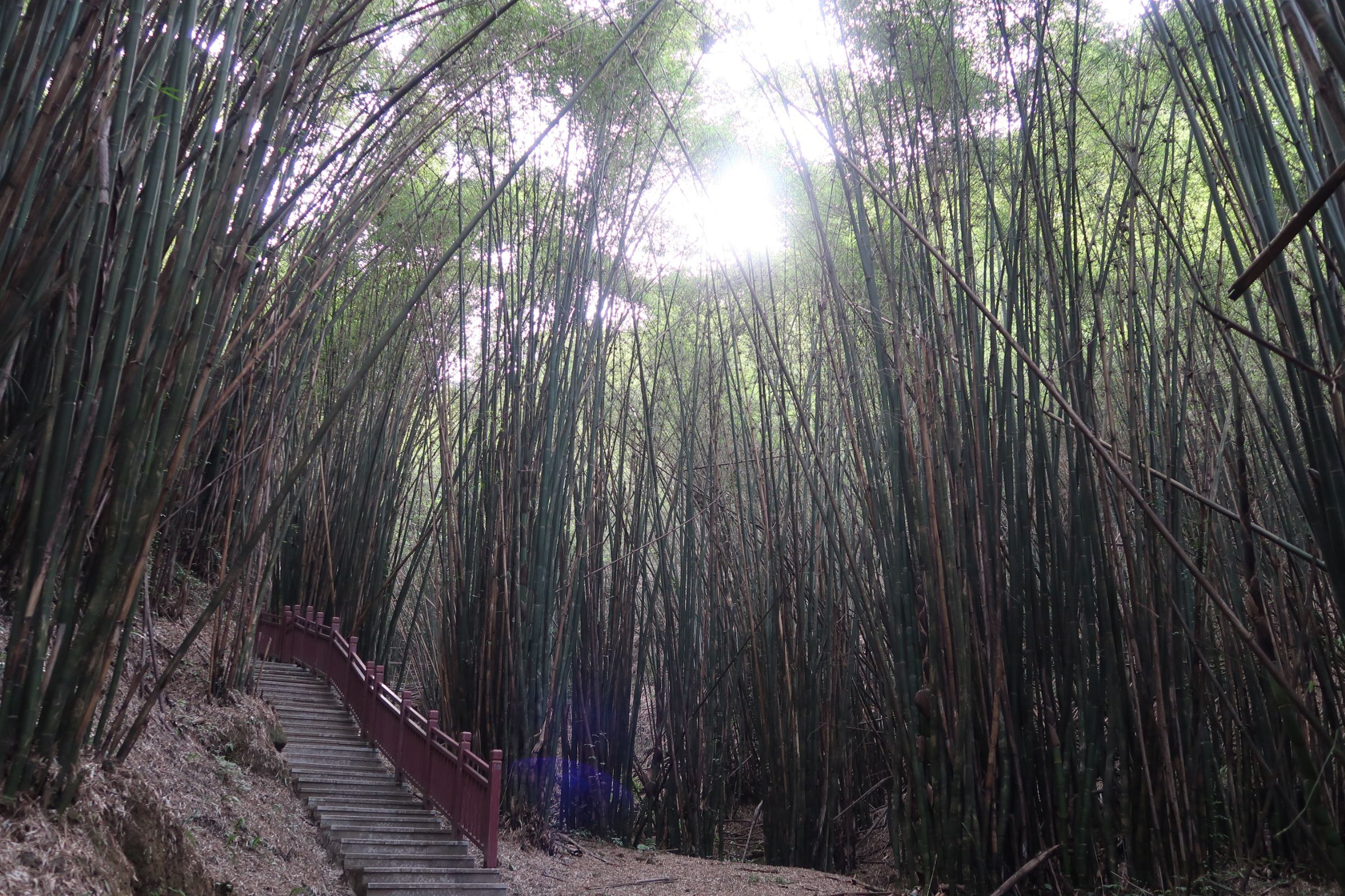 金剑山森林公园旅行图片 2