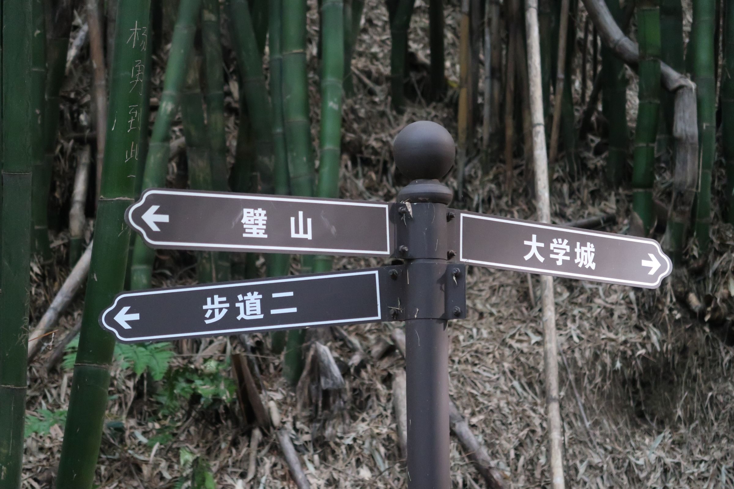 金剑山森林公园旅行图片 1