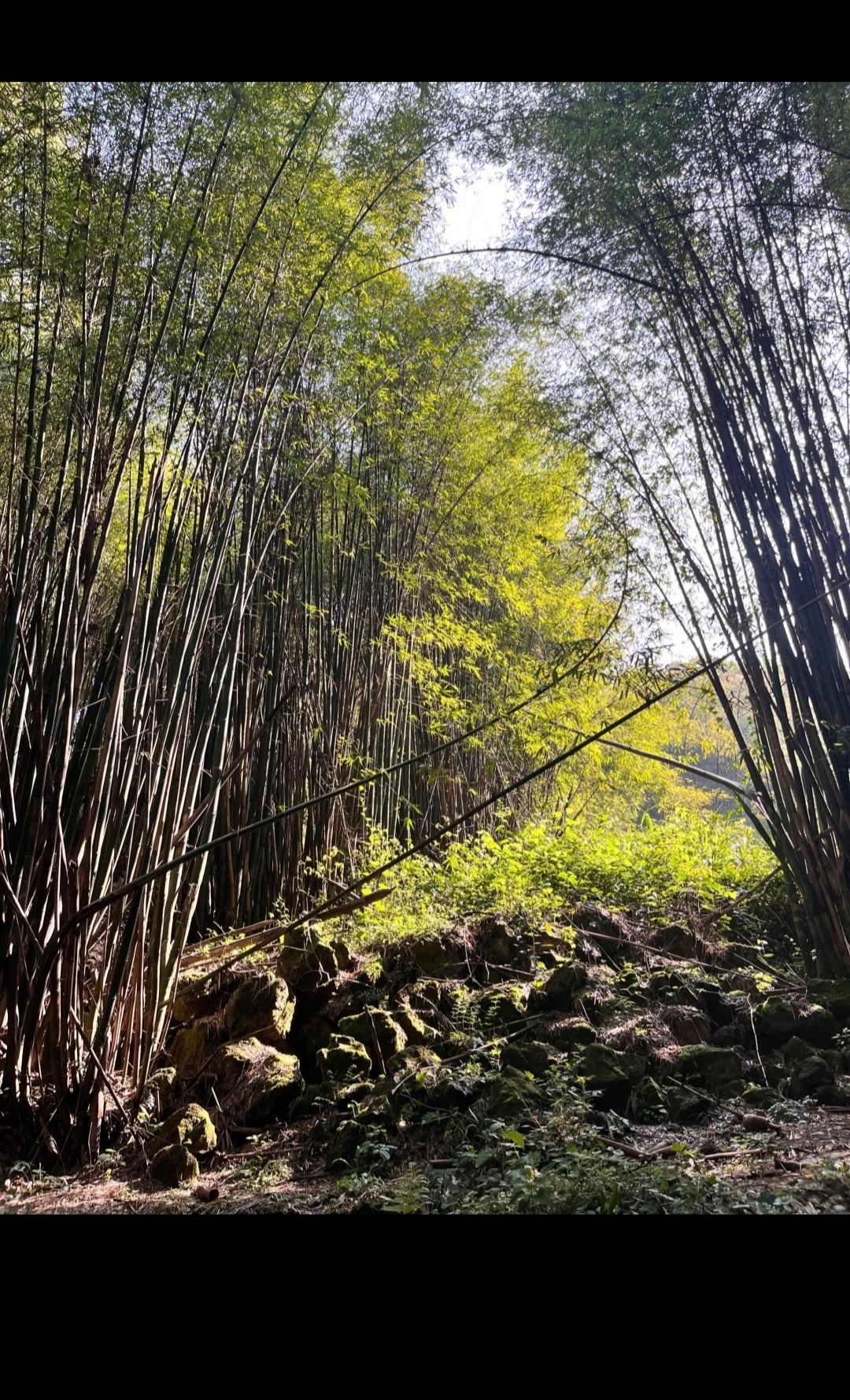 金剑山森林公园旅行图片 3